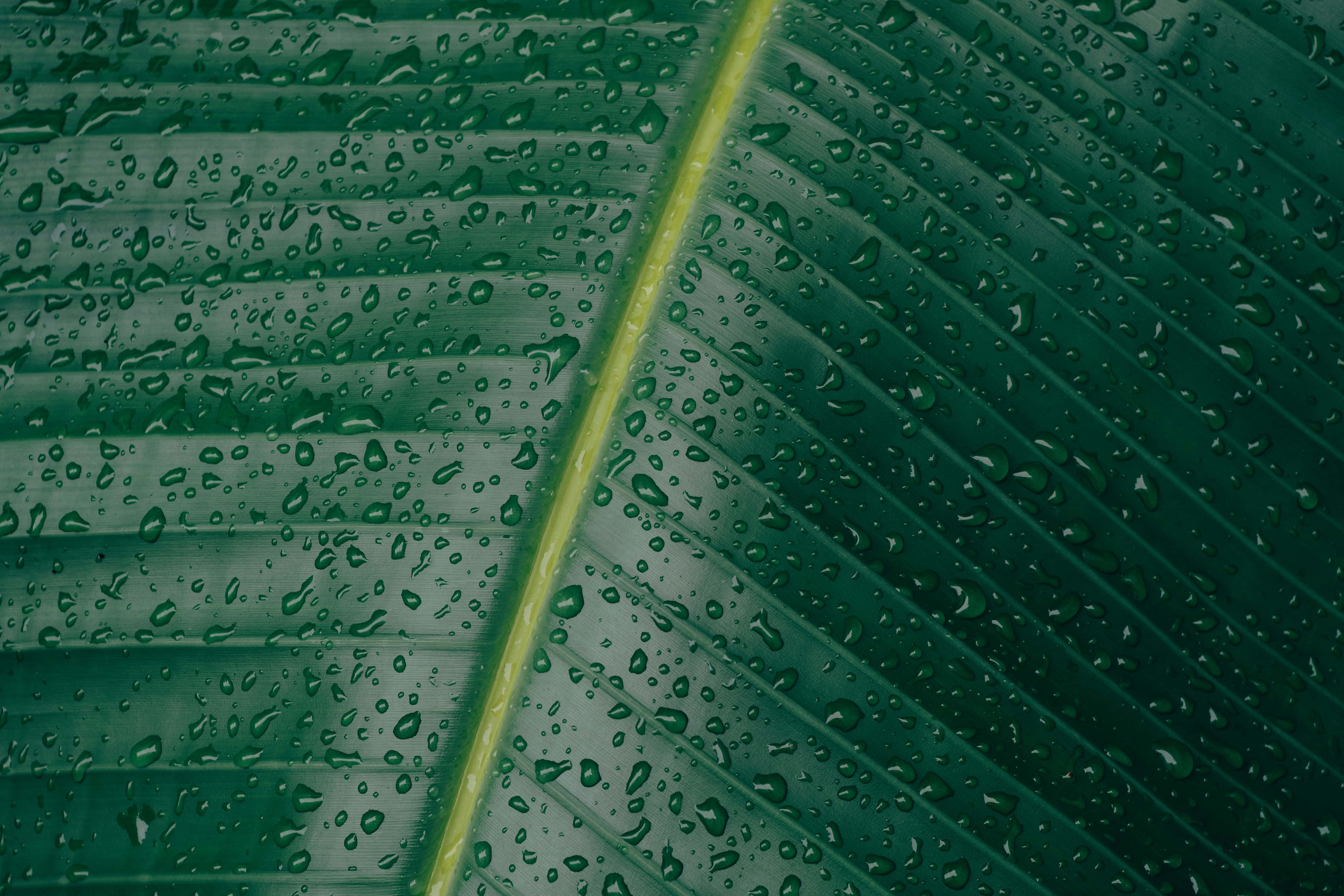 Green Leaf 桌布 壁紙 — 大綠葉的特寫，水滴沿著中央葉脈和平行脊線閃閃發光。