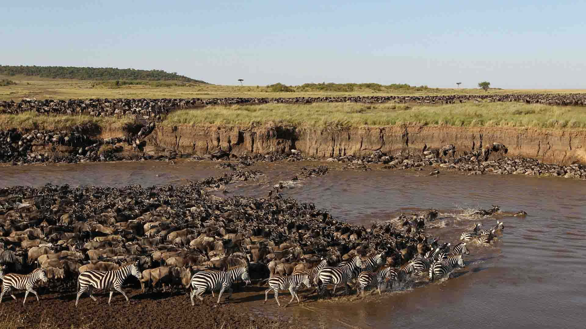 Tanzania 桌布 壁紙 — 大群角馬和斑馬在廣闊的非洲大草原上，在清澈的藍天下穿越泥濘的河流。