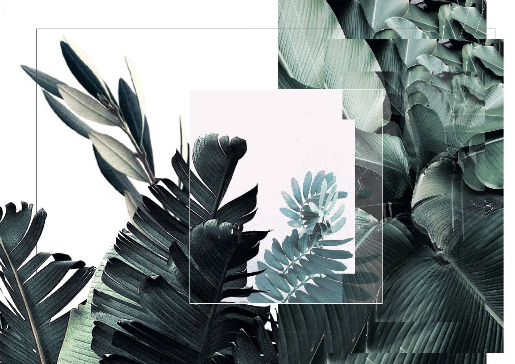 Plant Aesthetic 桌布 壁紙 — 大膽的熱帶葉子，深綠色和藍綠色調，以現代分層拼貼方式排列，搭配幾何白色框架。
