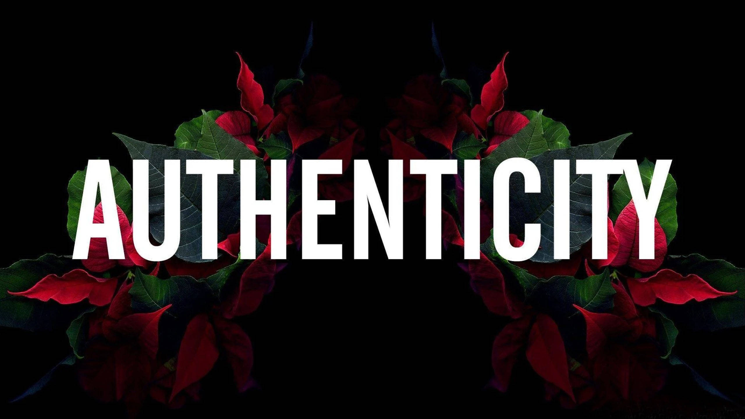 超炫動圖 桌布 壁紙 — 大膽的白色文字「authenticity」被鮮豔的紅色聖誕紅和綠葉環繞，襯托在純黑背景上。