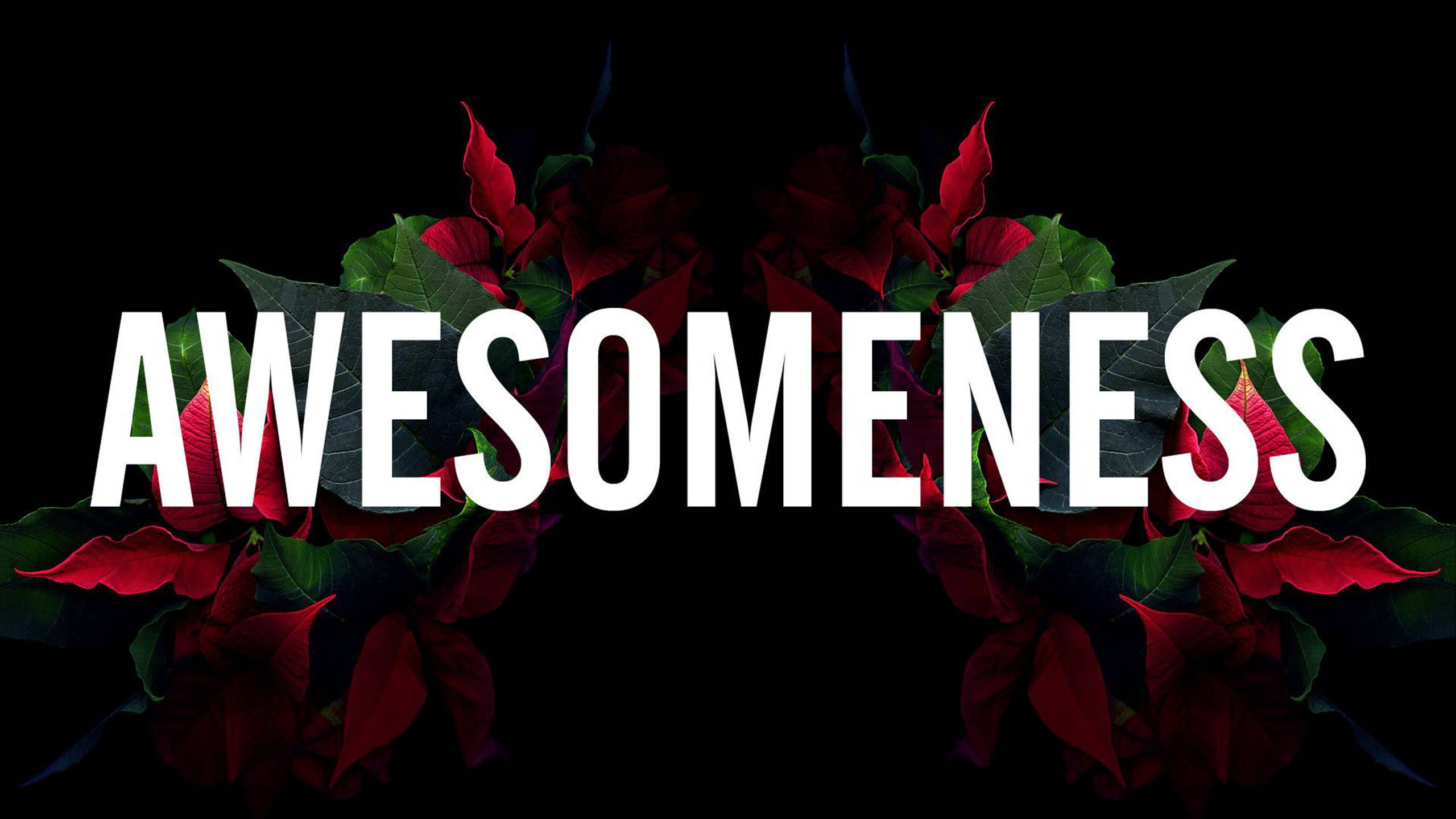 超炫動圖 桌布 壁紙 — 大膽的白色文字 'AWESOMENESS' 覆蓋在鮮紅色的聖誕紅和綠葉上，背景為純黑色。