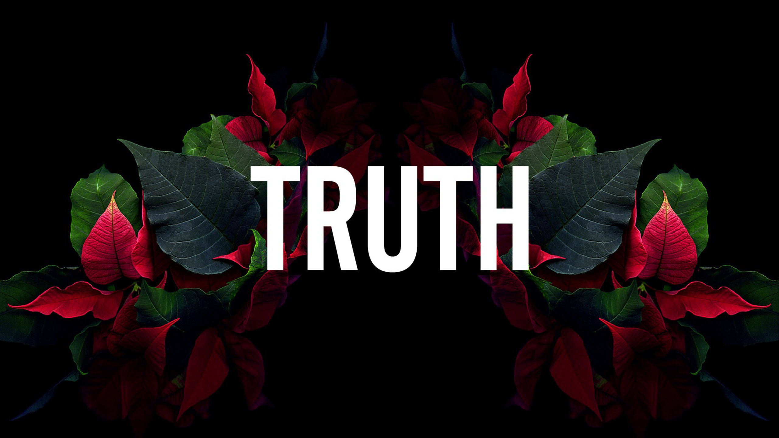 超炫動圖 桌布 壁紙 — 大膽的白色文字「truth」被鮮豔的紅色聖誕紅花朵和深綠色葉子環繞，背景為純黑色。