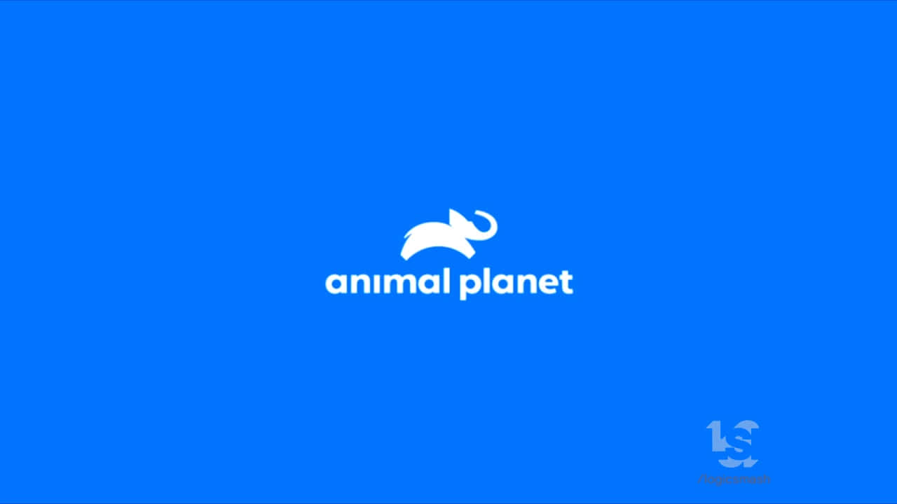 動物星球 桌布 壁紙 — 大膽的藍色背景上，白色風格化大象標誌位於文字 animal planet 上方。
