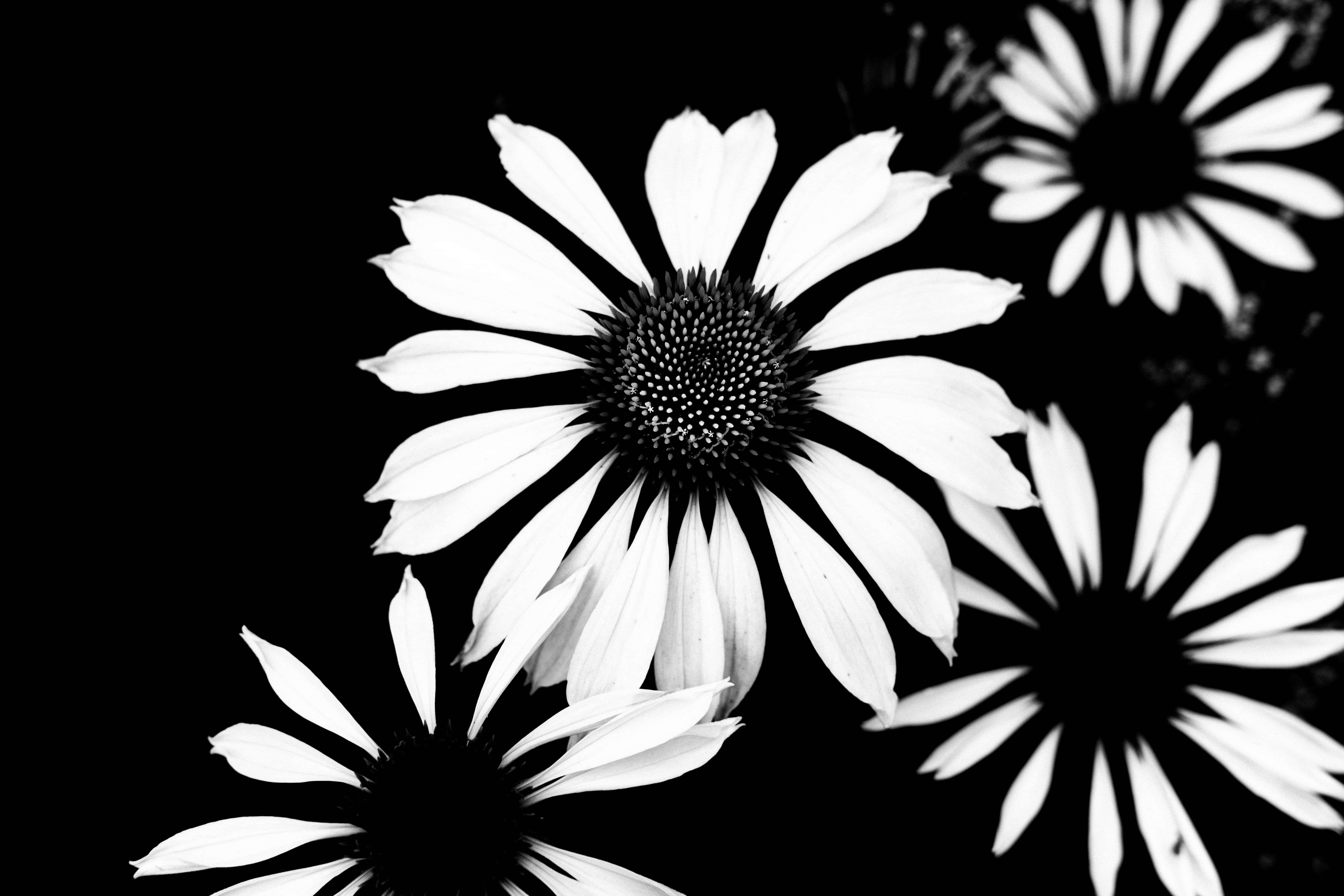 Black And White Flower 桌布 壁紙 — 大膽的黑白松果菊在強烈的深色背景下以高對比度單色綻放。