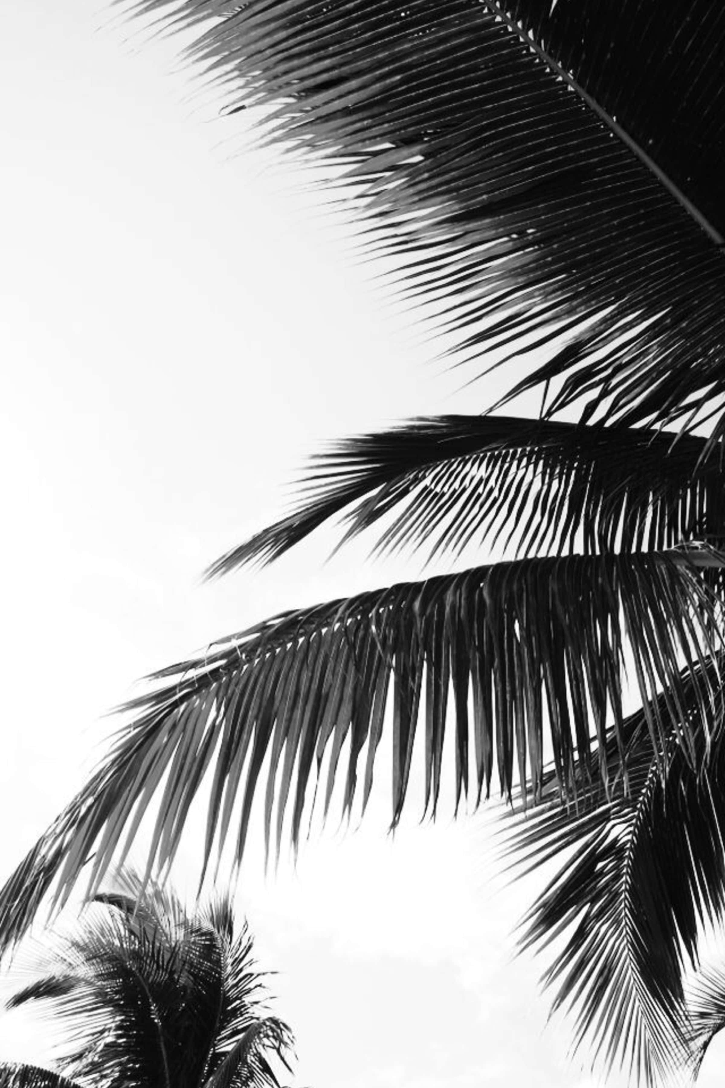 桌布 壁紙 — 大膽的黑色棕櫚葉在純白天空的襯托下優雅地彎曲，形成高對比度的黑白構圖。