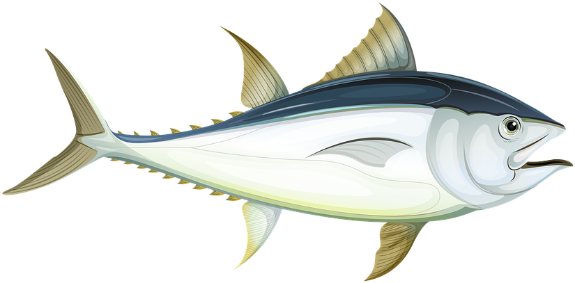 大西洋鮪魚插畫 壁紙