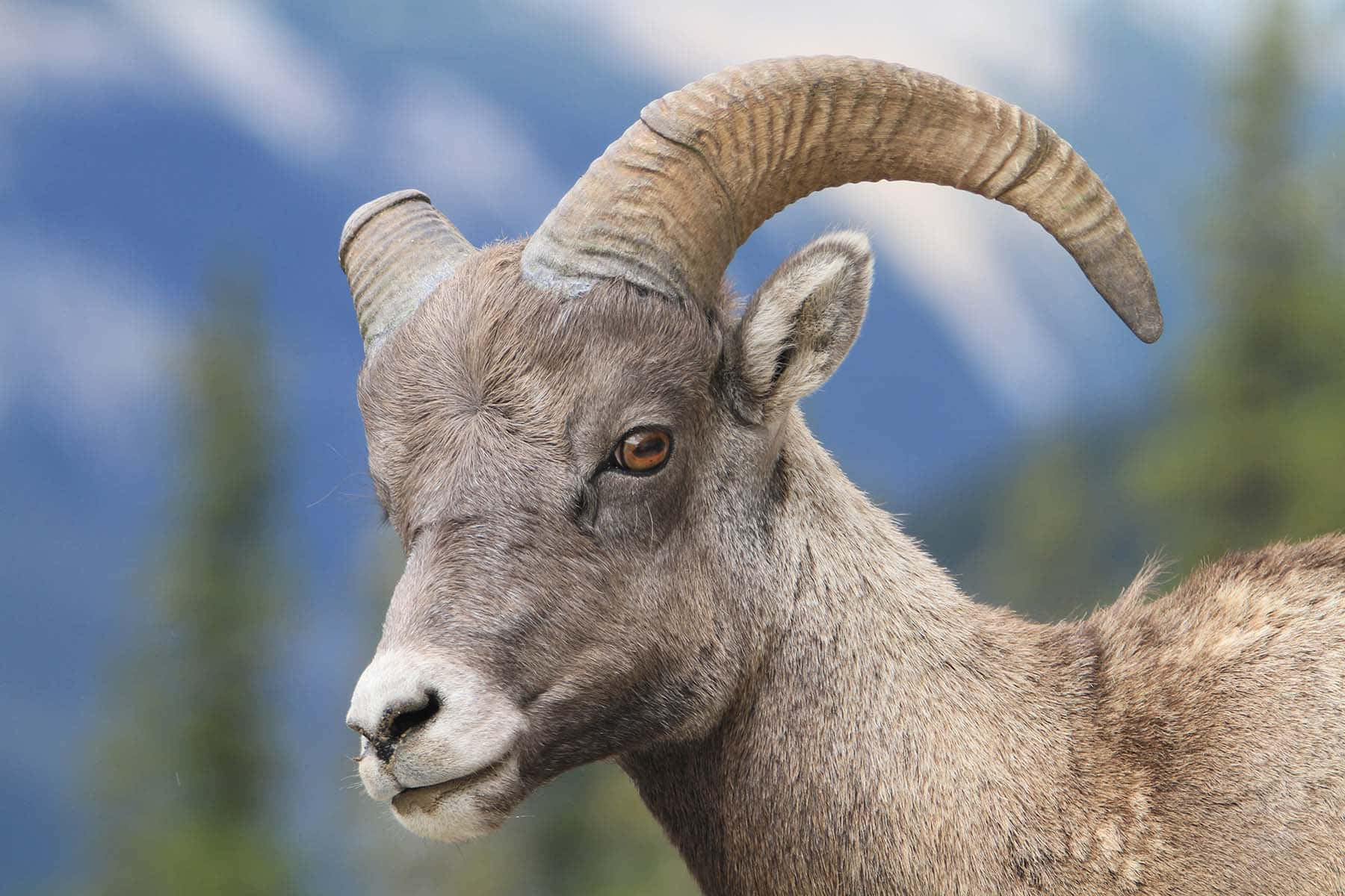 動物 桌布 壁紙 — 大角羊的特寫，擁有巨大的彎曲羊角，背景是模糊的山脈和松樹林。