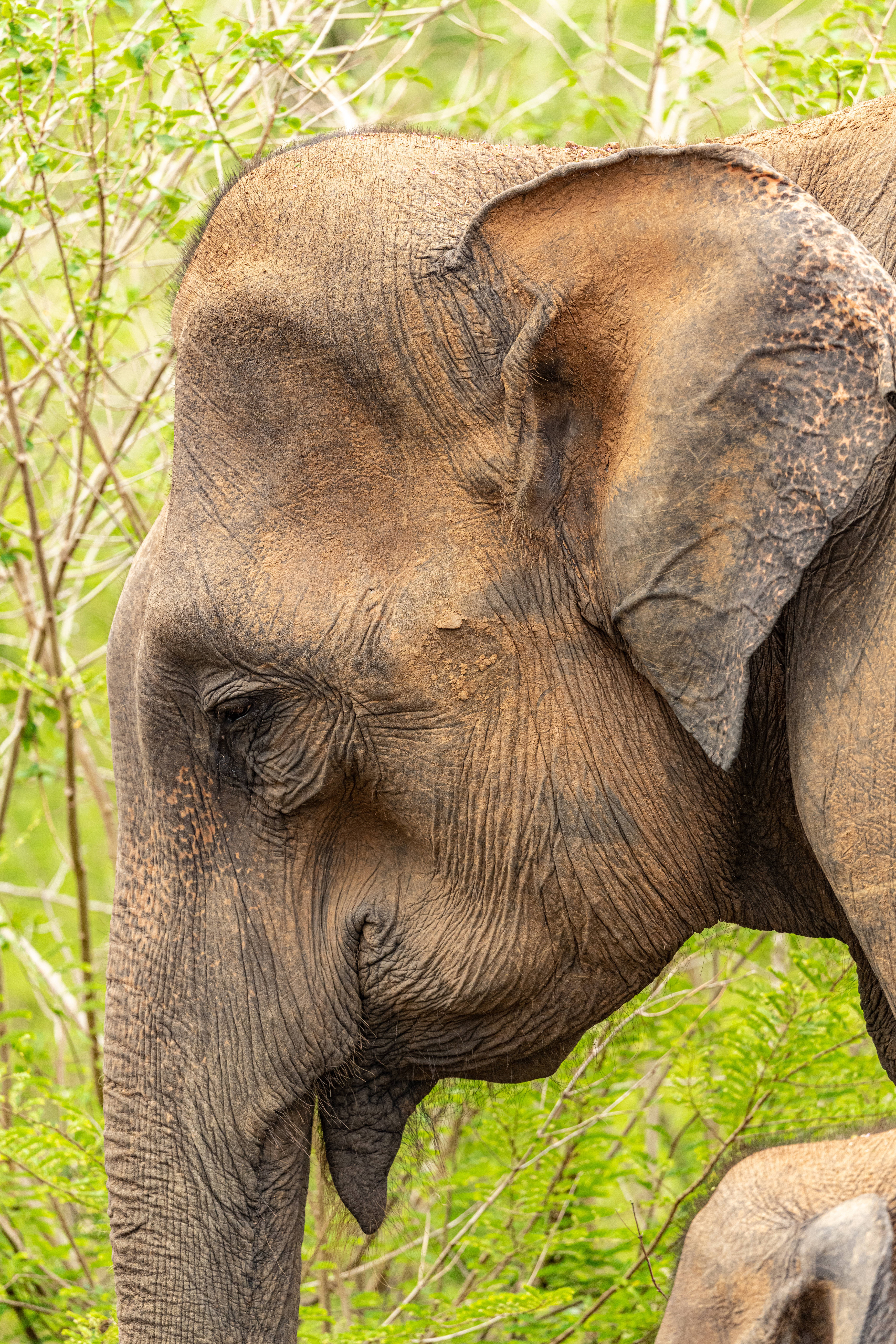 Elephant iPhone 桌布 壁紙 — 大象佈滿皺紋的臉龐和大耳朵的特寫，以充滿活力的綠色樹葉為框。