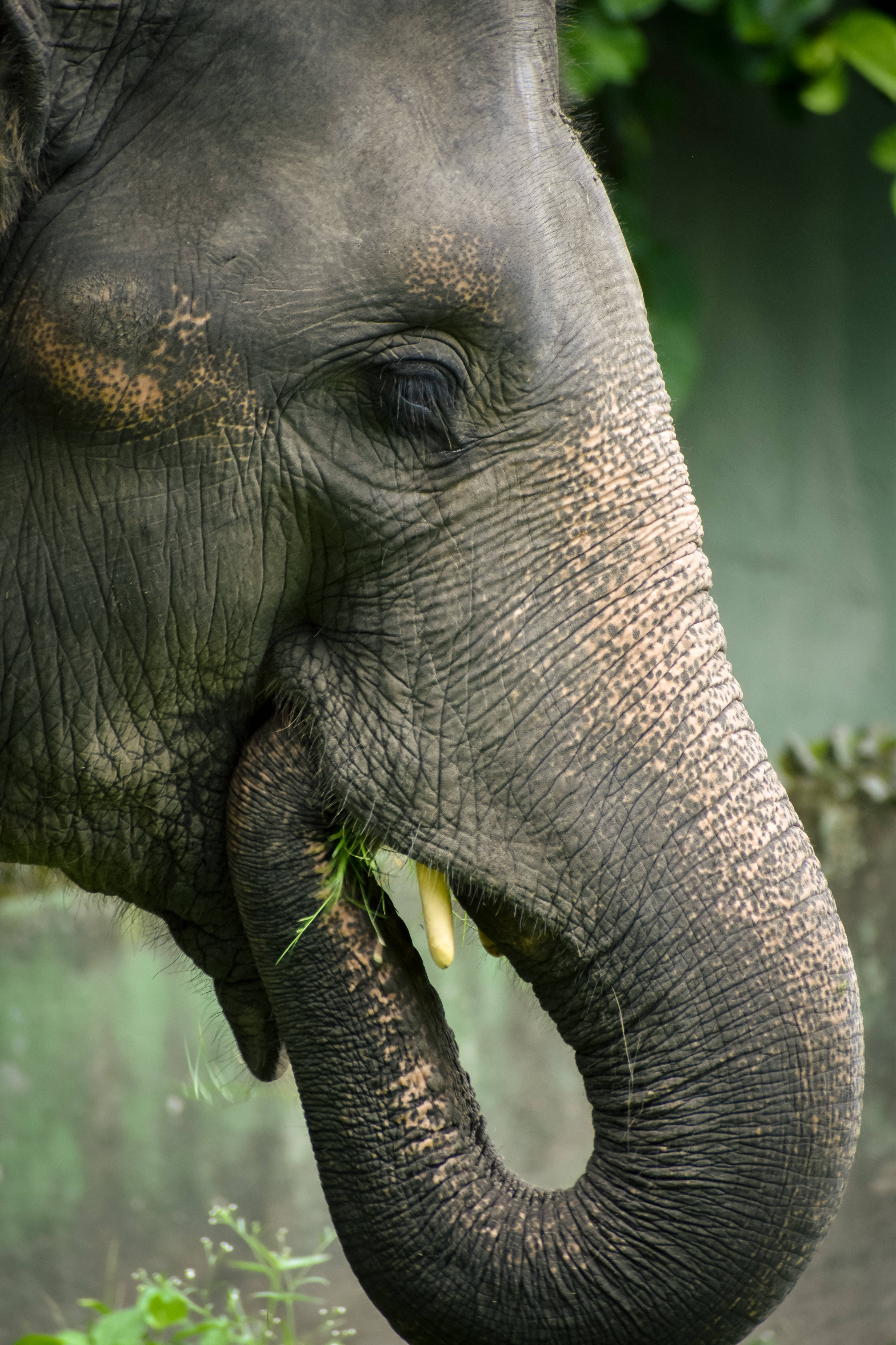 Elephant iPhone 桌布 壁紙 — 大象皺紋臉部特寫，用象鼻拿著綠色草，背景模糊綠色。