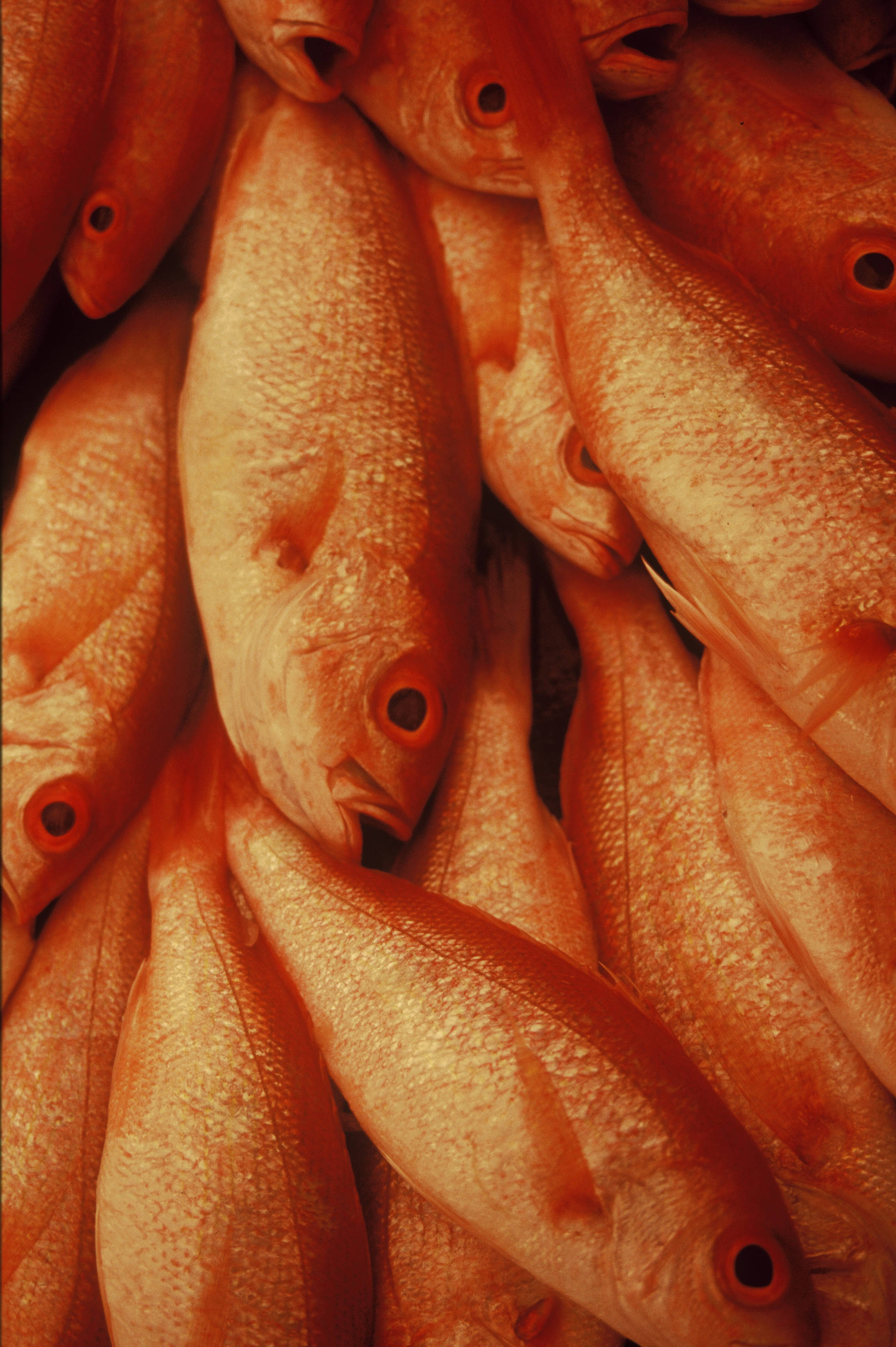 魚 桌布 壁紙 — 大量新鮮橙紅色魚類堆疊在一起的近距離特寫，帶有細緻鱗片和深色眼睛。
