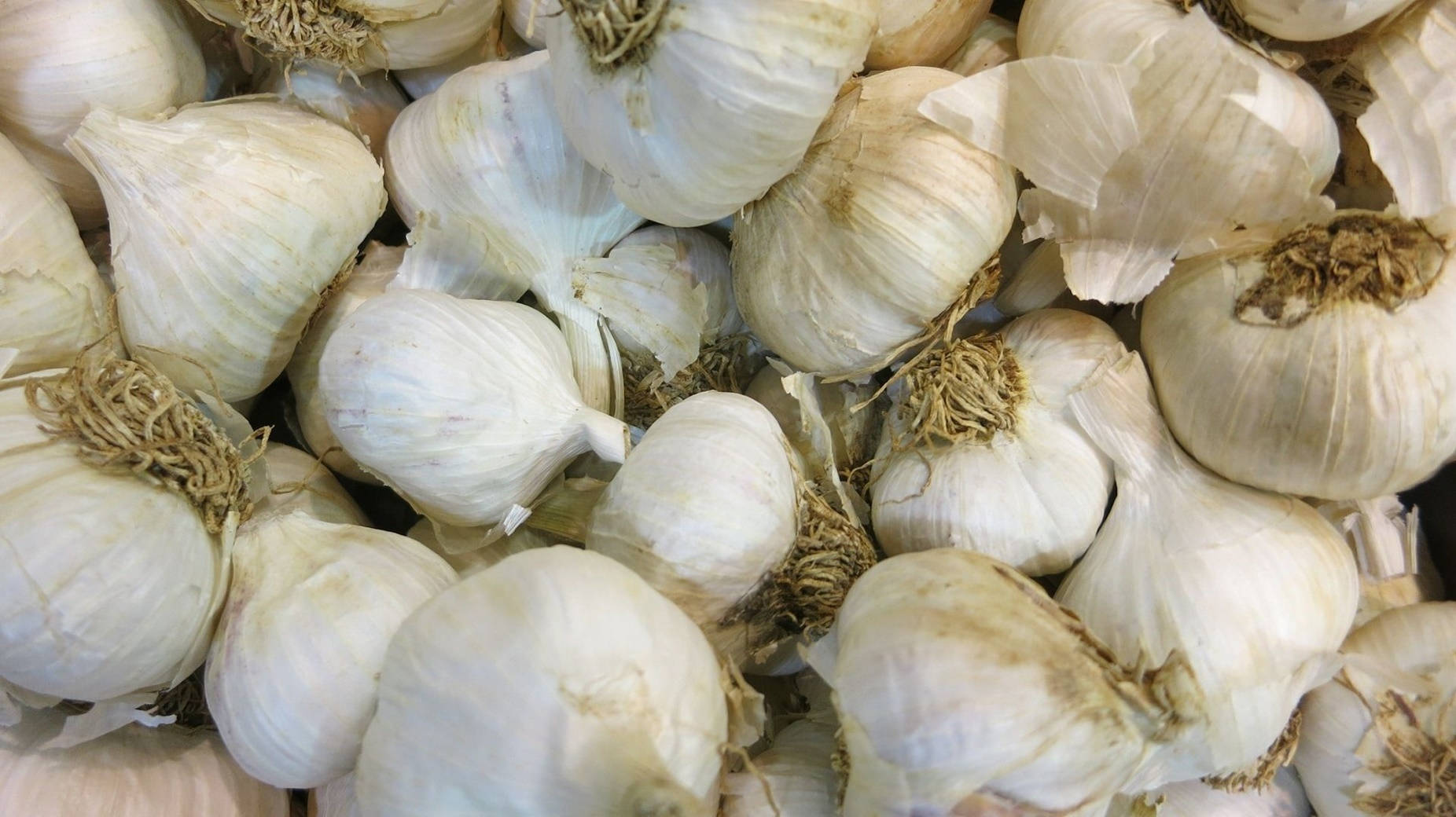 Garlic 桌布 壁紙 — 大量白色蒜頭，帶有紙質外皮和乾燥莖部，堆疊在一起的近距離特寫。