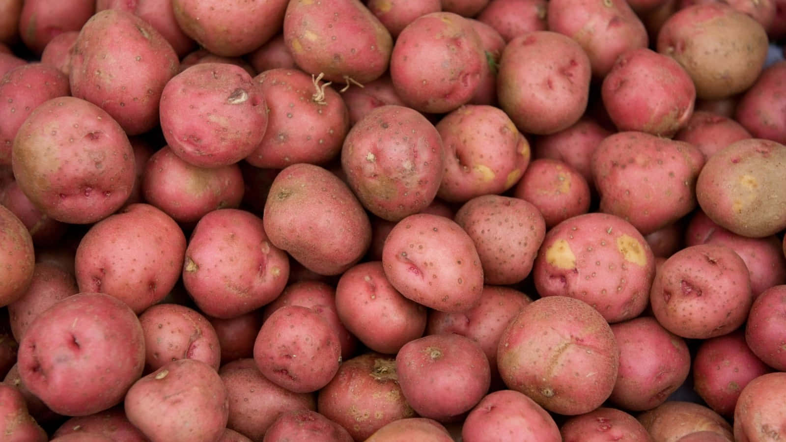 Red Potatoes 桌布 壁紙 — 大量紅皮馬鈴薯堆疊在一起的近距離照片，顯示天然瑕疵和泥土質感。
