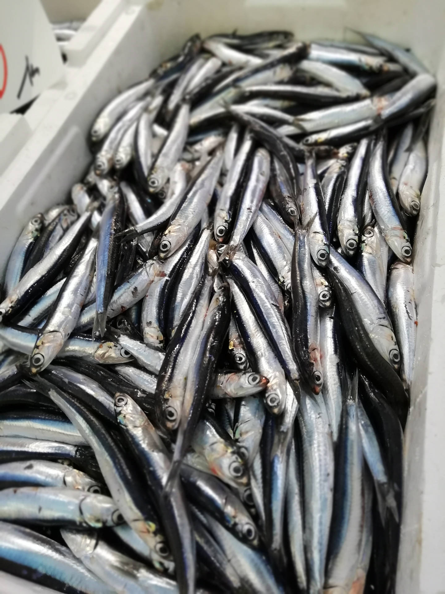 魚 桌布 壁紙 — 大量細小銀色魚類緊密地裝在白色塑膠箱中的特寫，牠們閃亮的鱗片反射著光線。