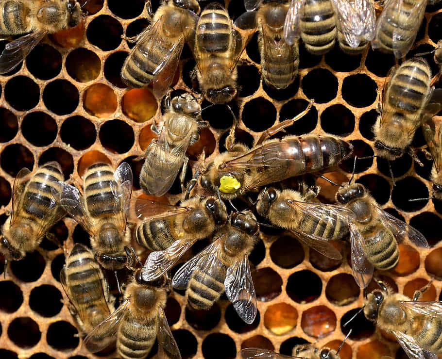 Queen Bee 桌布 壁紙 — 大量蜜蜂在充滿金黃色蜂蜜和深色蠟細胞的蜂巢上忙碌的特寫。