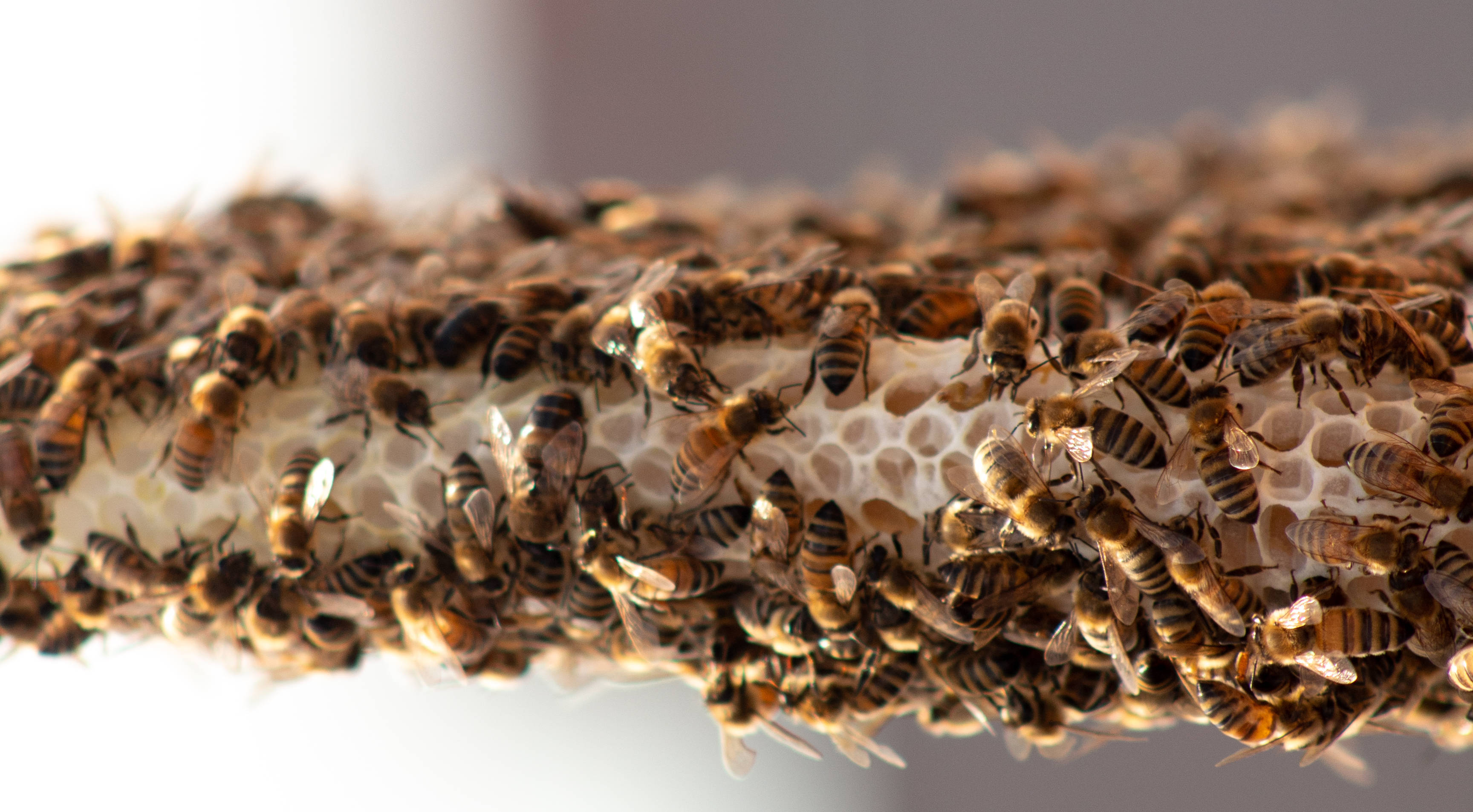 Honeycomb 桌布 壁紙 — 大量蜜蜂在可見六角形蜂巢結構上爬行的特寫視圖。