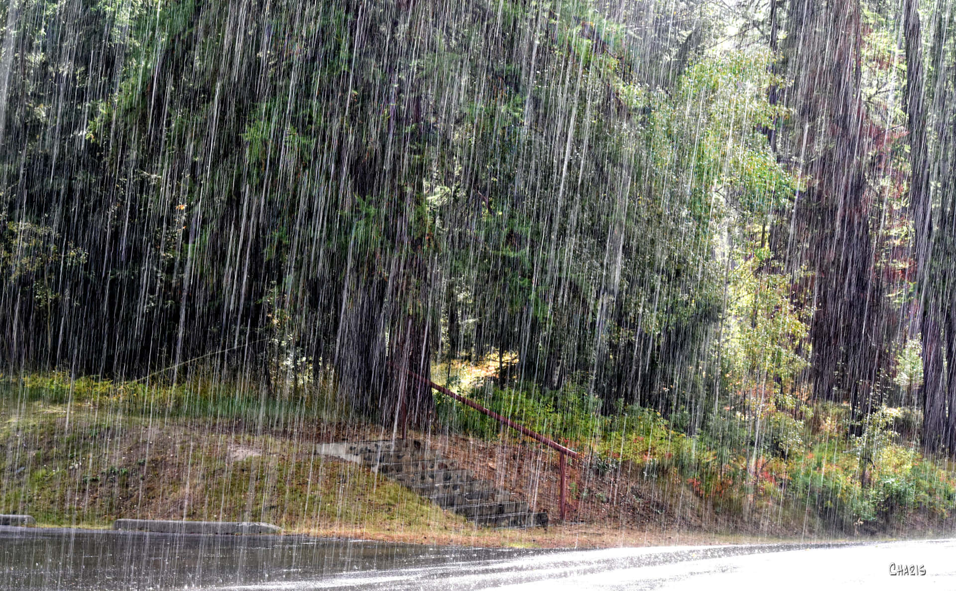 下雨 桌布 壁紙 — 大雨垂直傾瀉在森林路邊，有長滿苔蘚的台階和紅色欄杆。