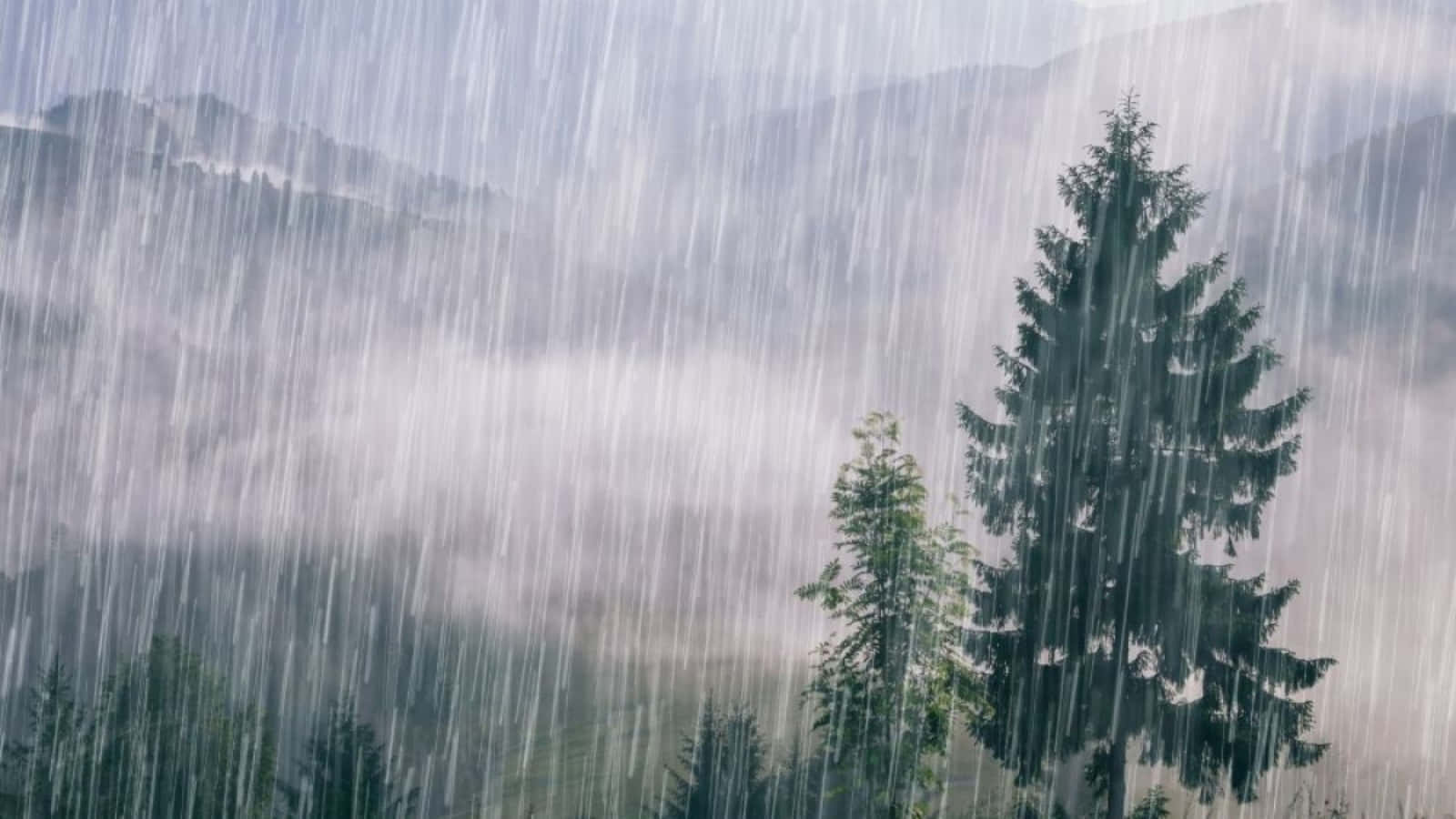 Raining 桌布 壁紙 — 大雨如注，傾瀉在煙霧繚繞的山巒上，前景中常青樹高聳挺拔。