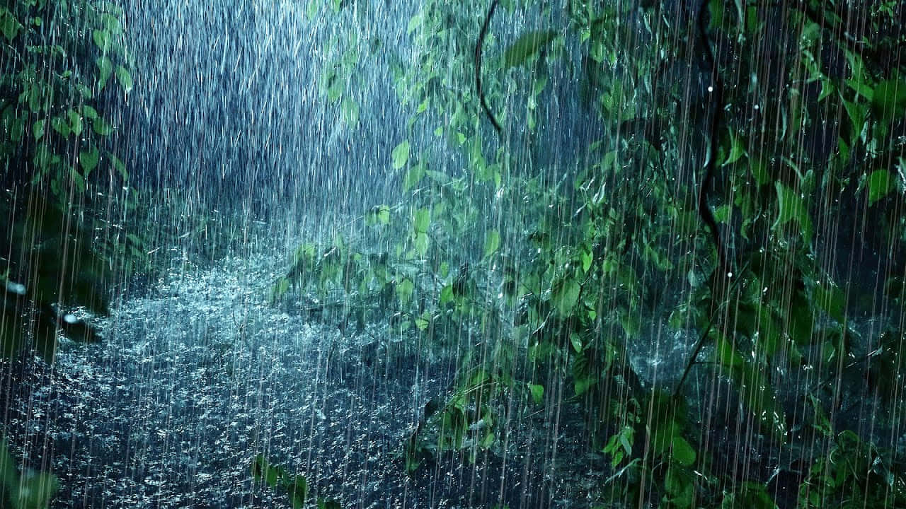 下雨 桌布 壁紙 — 大雨穿過茂密的綠色樹葉傾瀉而下，營造出迷霧繚繞、寧靜的森林場景，帶有發光的藍色亮點。