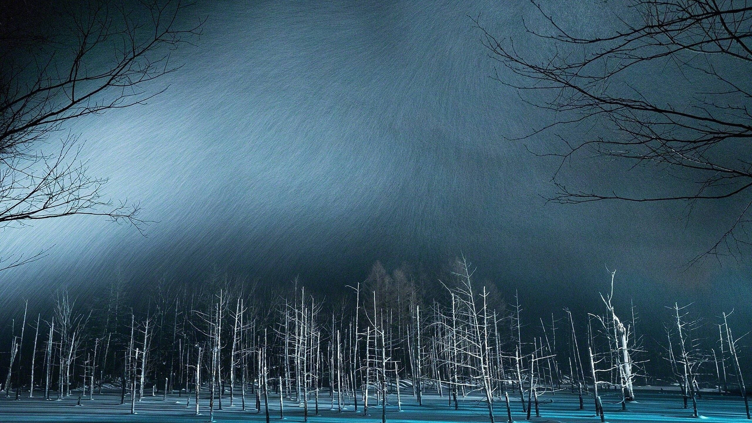 桌布 壁紙 — 大雪在黑暗暴風雨的天空下，覆蓋著一片由光禿樹木組成的冰凍森林。