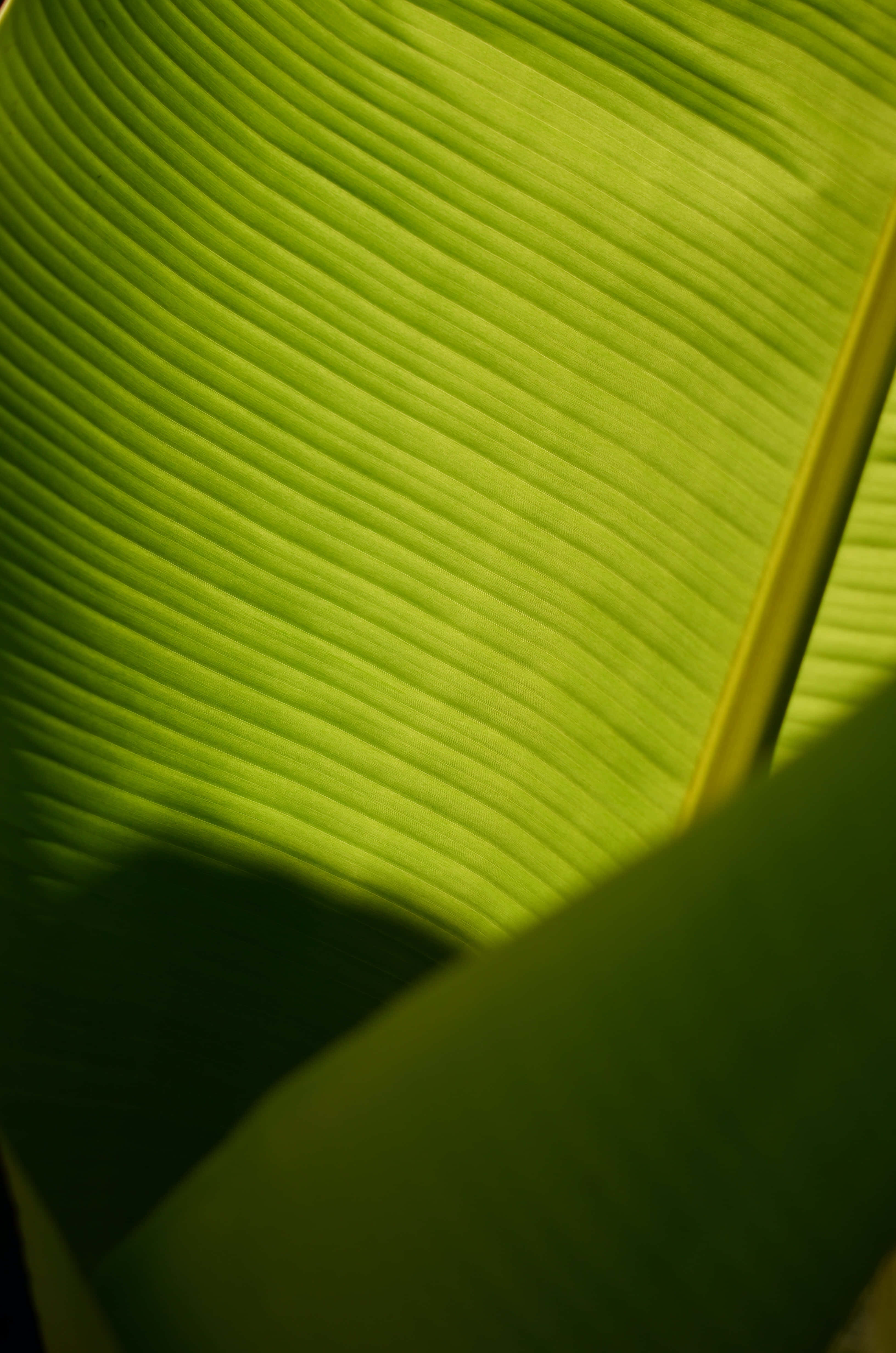 Banana Leaf 桌布 壁紙 — 大香蕉葉的特寫，沐浴在溫暖的陽光下，突顯其充滿活力的綠色葉脈和紋理表面。