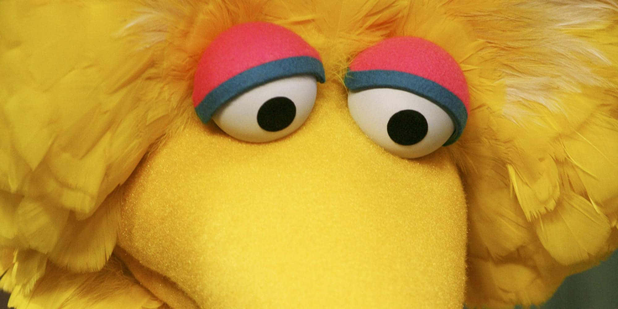 Big Bird 桌布 壁紙 — 大鳥明亮黃色蓬鬆頭部的特寫，有大圓眼睛和粉紅色藍邊眼瞼。