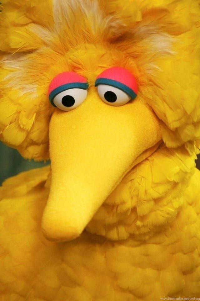 Big Bird 桌布 壁紙 — 大鳥的蓬鬆黃色頭部特寫，有大眼睛和粉紅色眼瞼。