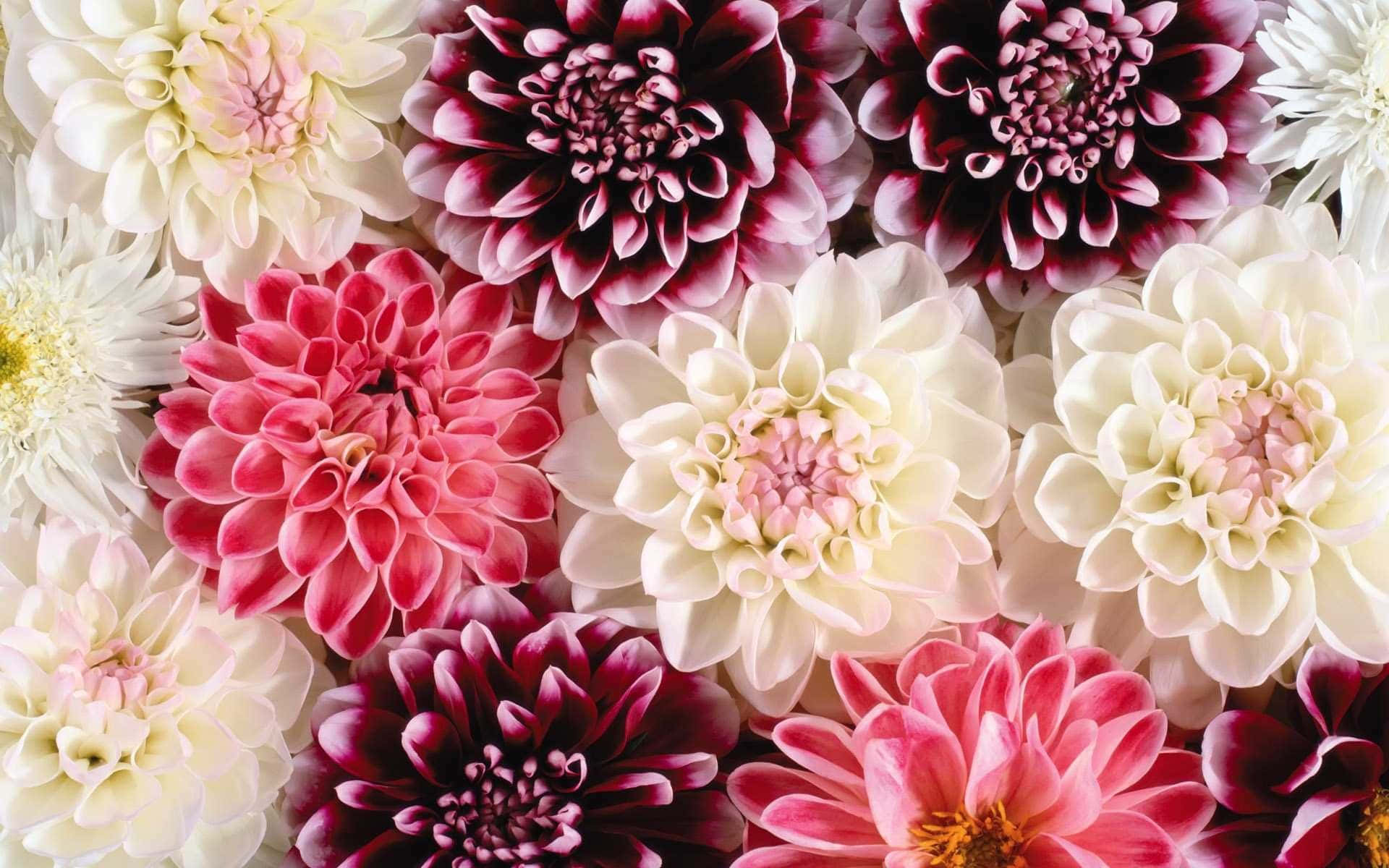 Tumblr Flower 桌布 壁紙 — 大麗花的鮮豔特寫，有粉紅、白色和酒紅色的色調，花瓣層層疊疊，花心是黃色。