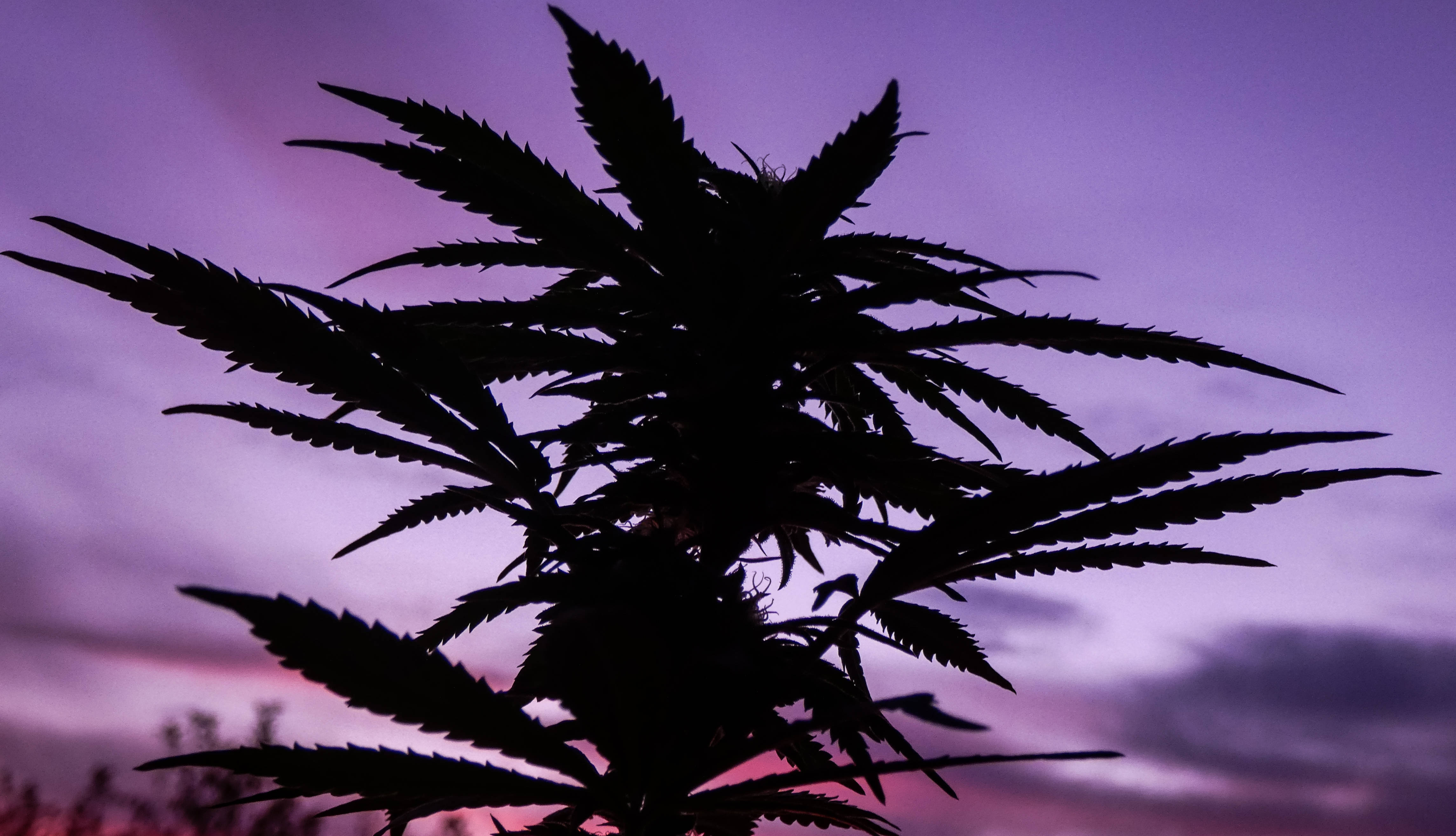 漸層 桌布 壁紙 — 大麻植物剪影，背景為充滿活力的紫色和粉紅色暮色天空。