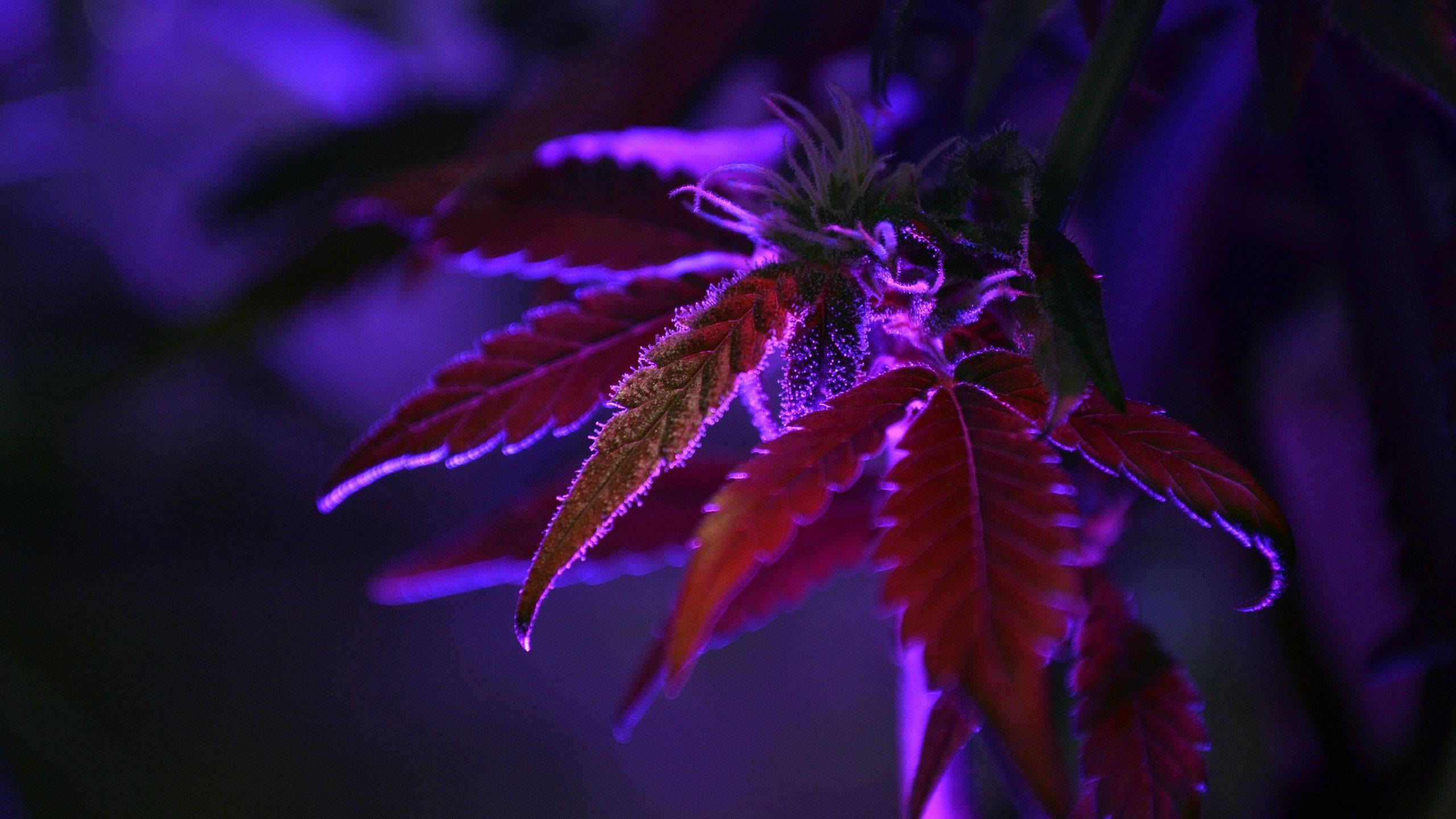 大麻 桌布 壁紙 — 大麻植物在強烈的紫色生長燈下發光的特寫，帶有深紅色葉子和毛茸茸的花蕾。