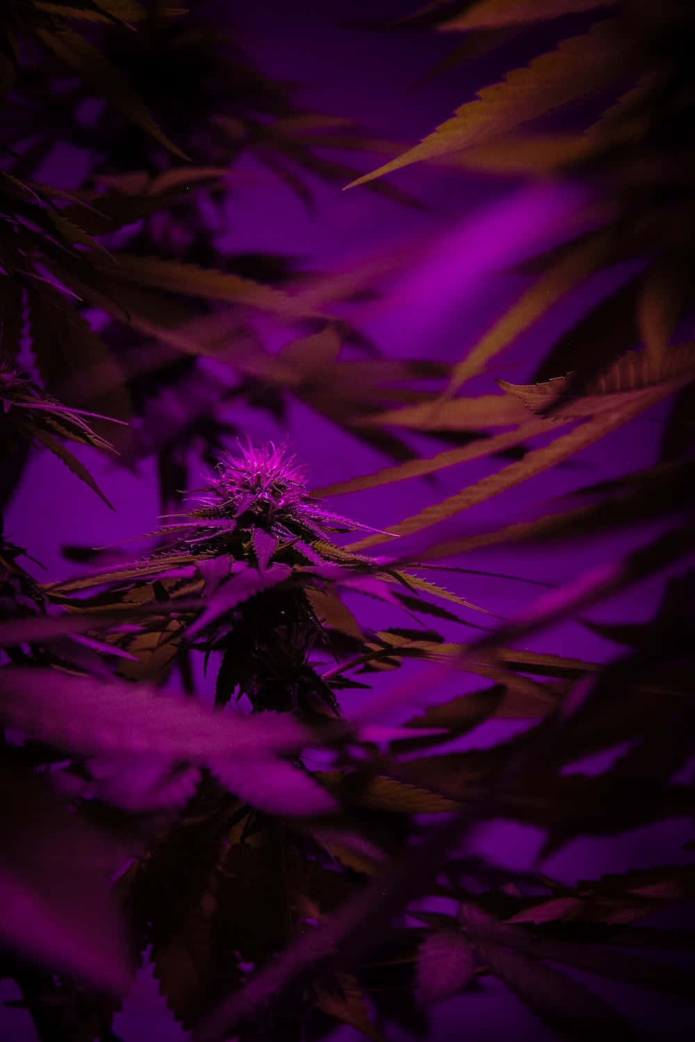 Violet Aesthetic 桌布 壁紙 — 大麻植物在強烈紫色生長燈下的特寫，模糊的葉子框住中央的花蕾。