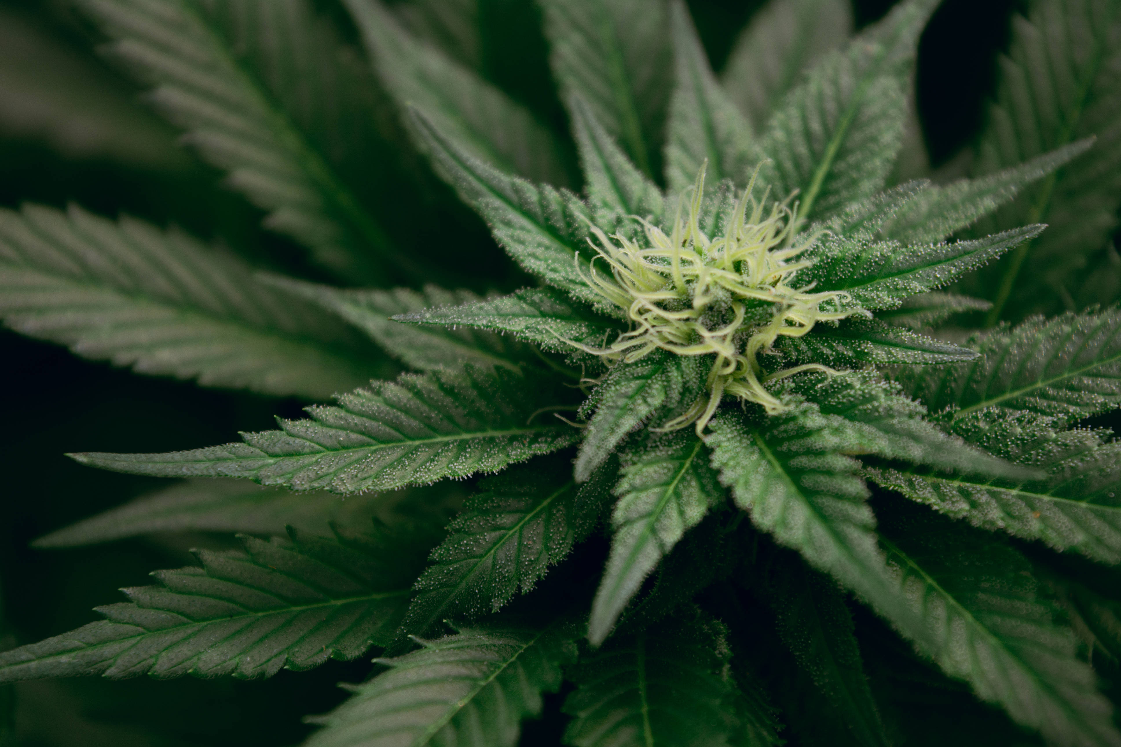大麻 桌布 壁紙 — 大麻植物特寫，中央聚焦於鮮綠色鋸齒狀葉片和模糊的淡黃色雌蕊。