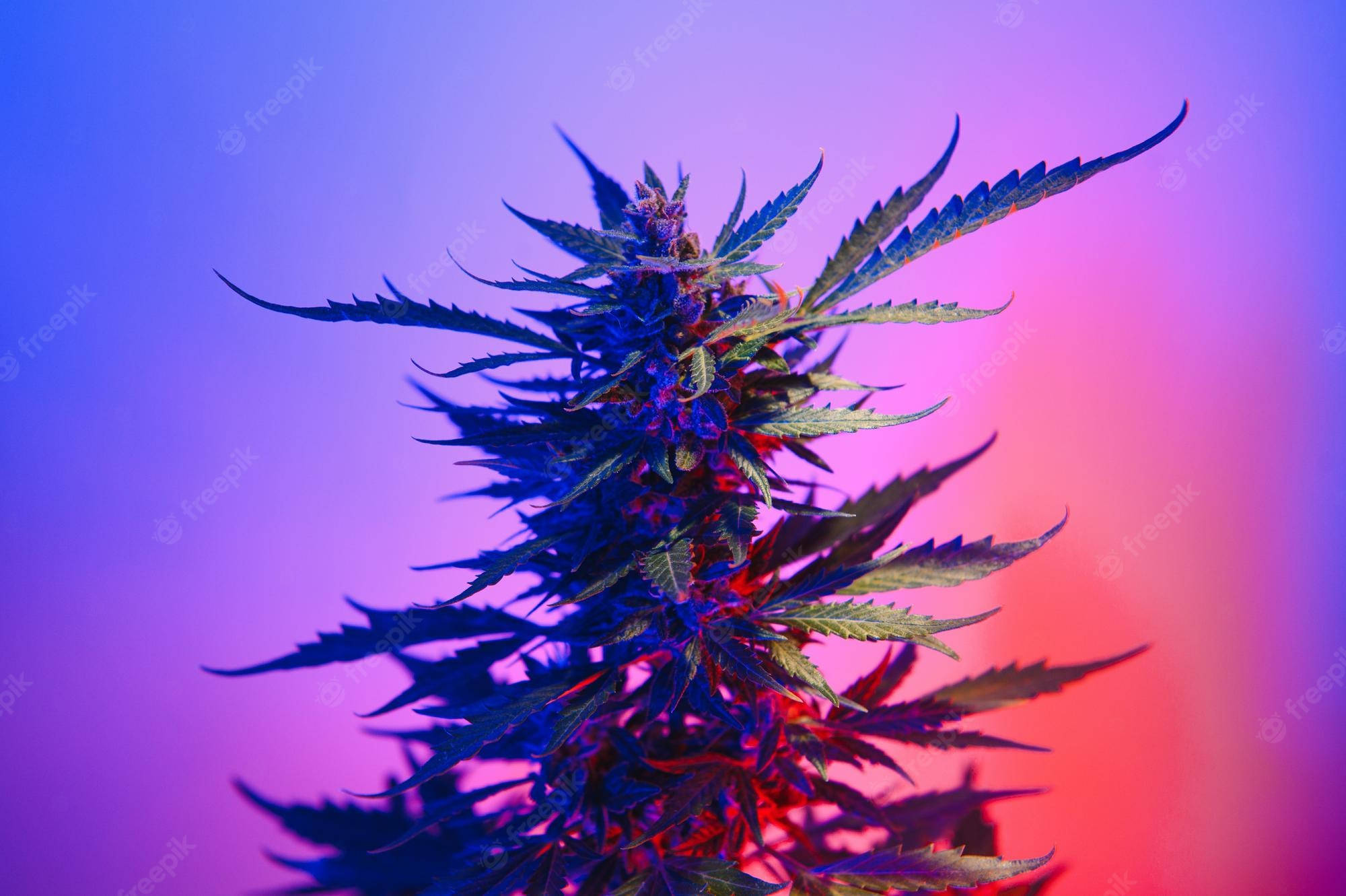 techno 桌布 壁紙 — 大麻植物特寫，在漸變背景上被鮮豔的藍色和粉紅色霓虹燈照亮。