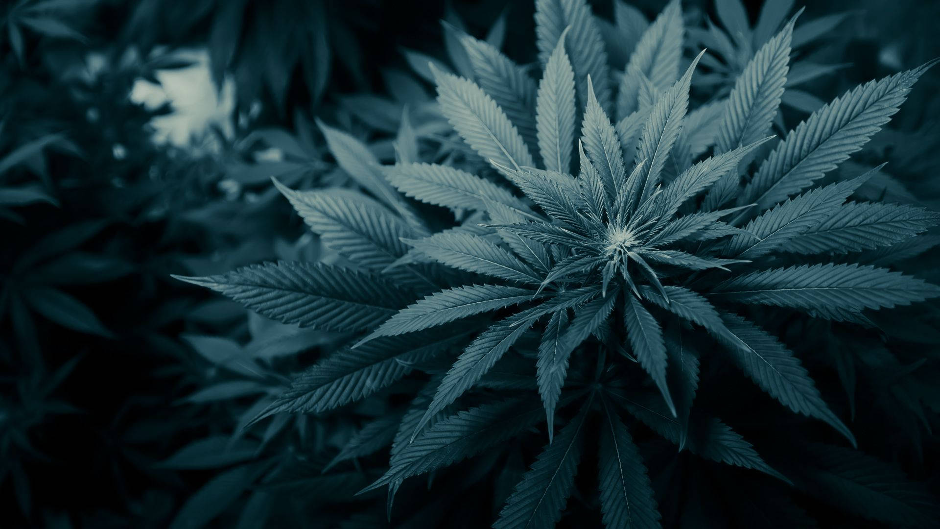煙動圖 桌布 壁紙 — 大麻植物特寫，葉片呈鋸齒狀，在冷色調藍綠色燈光下，背景模糊。
