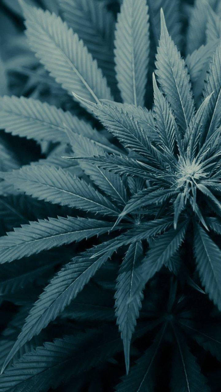 Leaves 桌布 壁紙 — 大麻植物特寫，鋸齒狀葉片，冷藍色調，背景柔和。