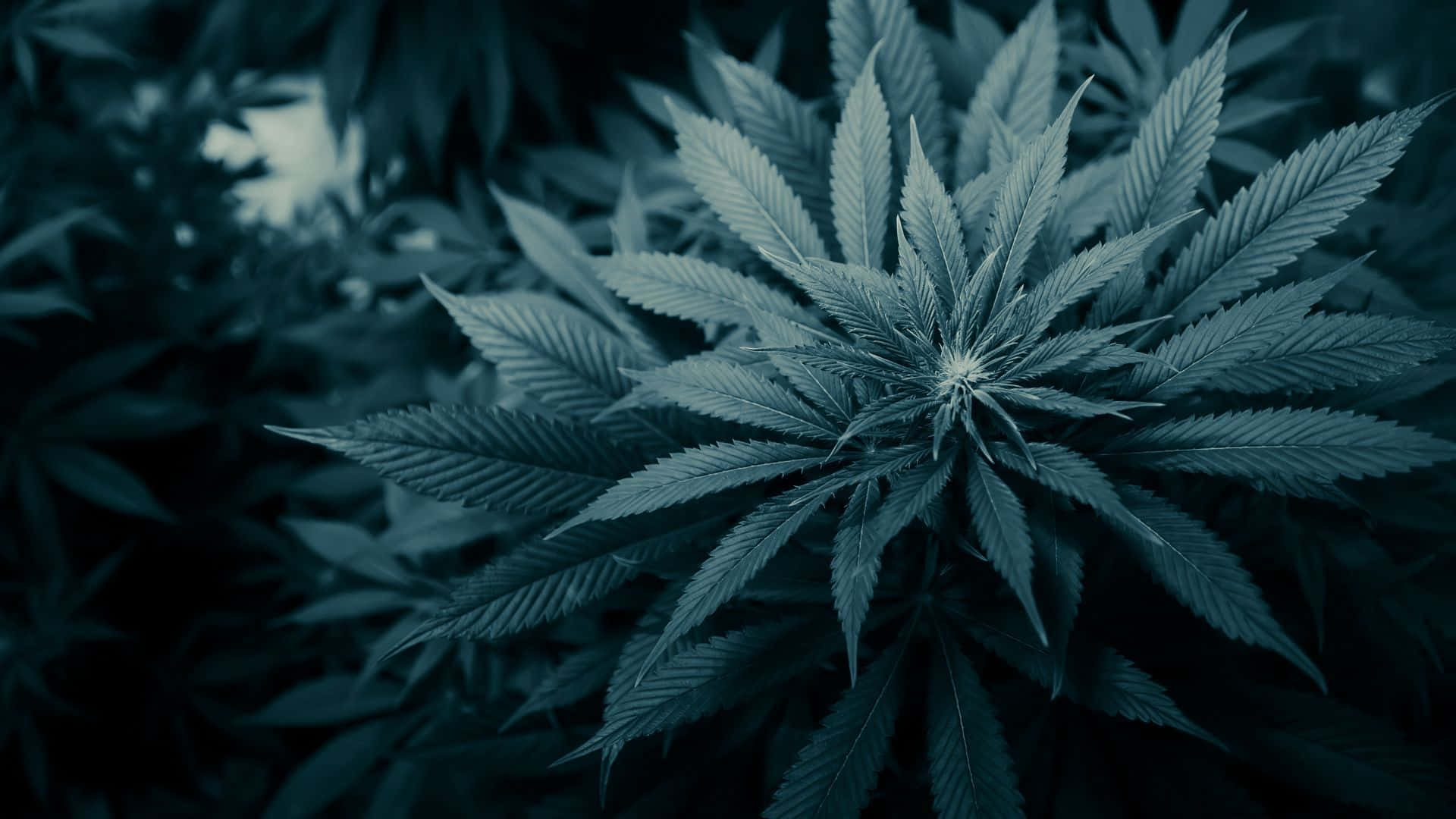 Weed Leaf 桌布 壁紙 — 大麻植物特寫，鋸齒狀葉片在冷藍色燈光下發光，背景為模糊的深色。