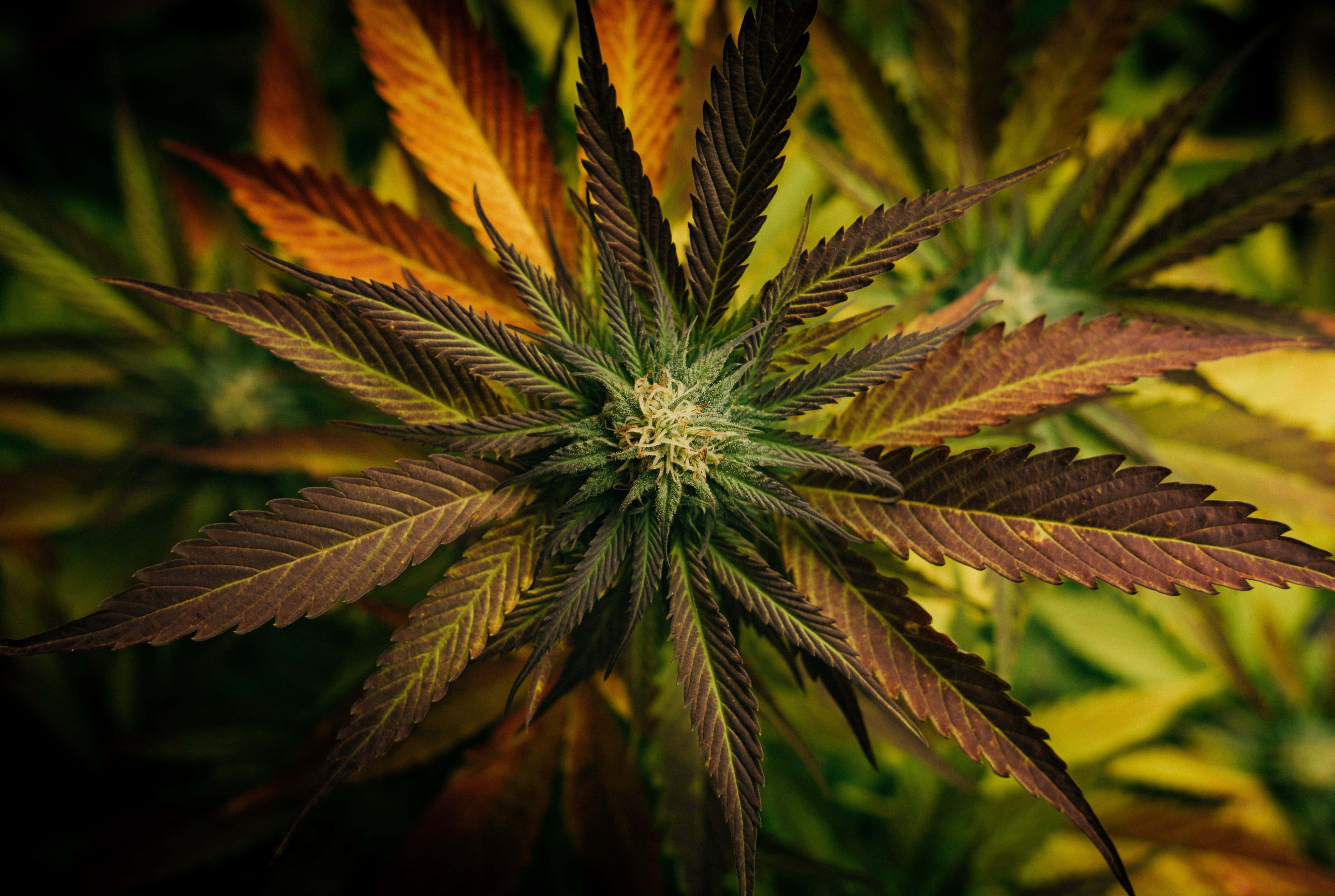 大麻 桌布 壁紙 — 大麻植物特寫，鋸齒狀葉片在溫暖的金色光芒中閃耀，背景為模糊的綠色。