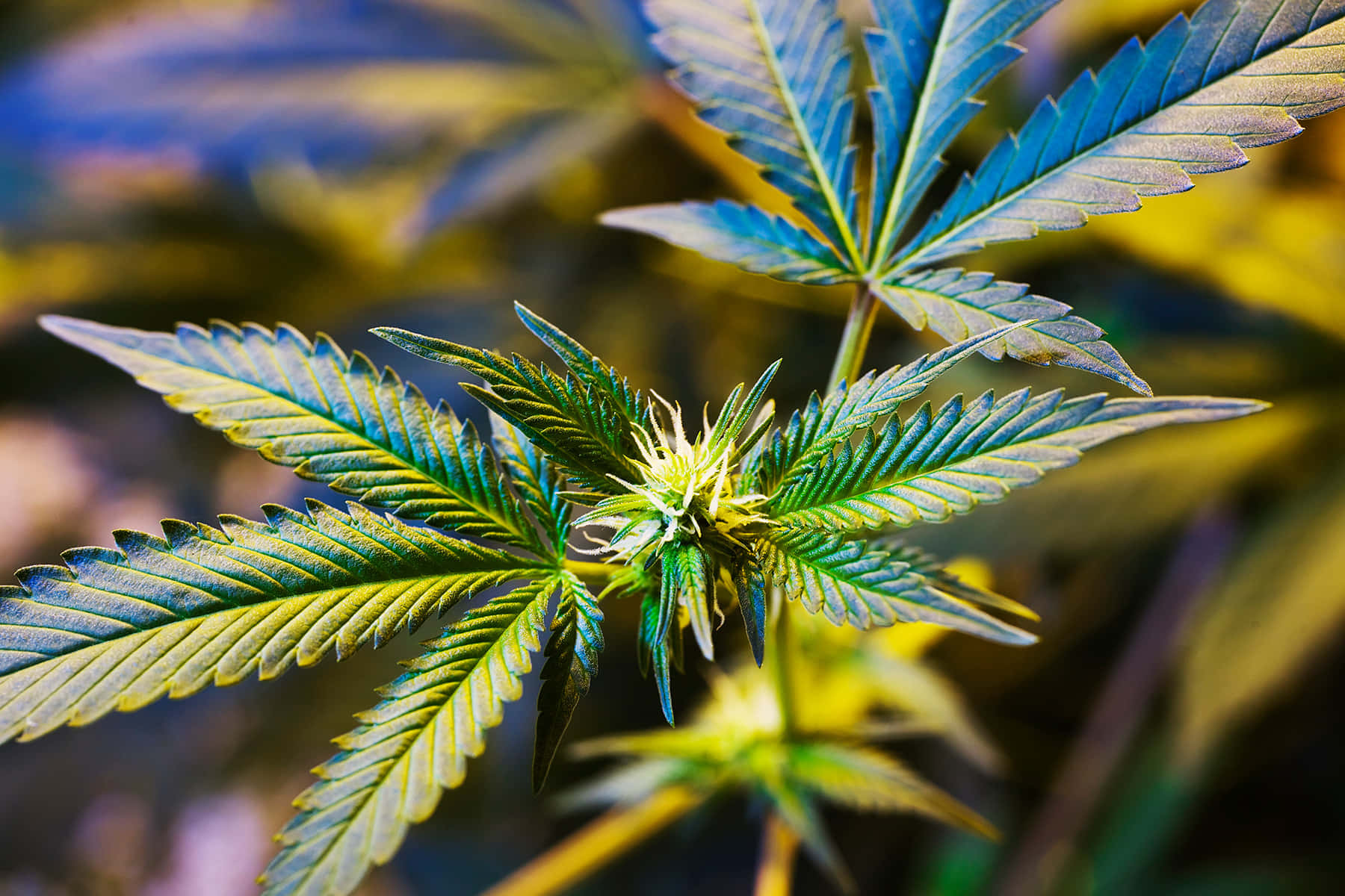 大麻 桌布 壁紙 — 大麻植物的特寫，具有鋸齒狀的綠色葉子和萌芽的中心，背景模糊多彩。
