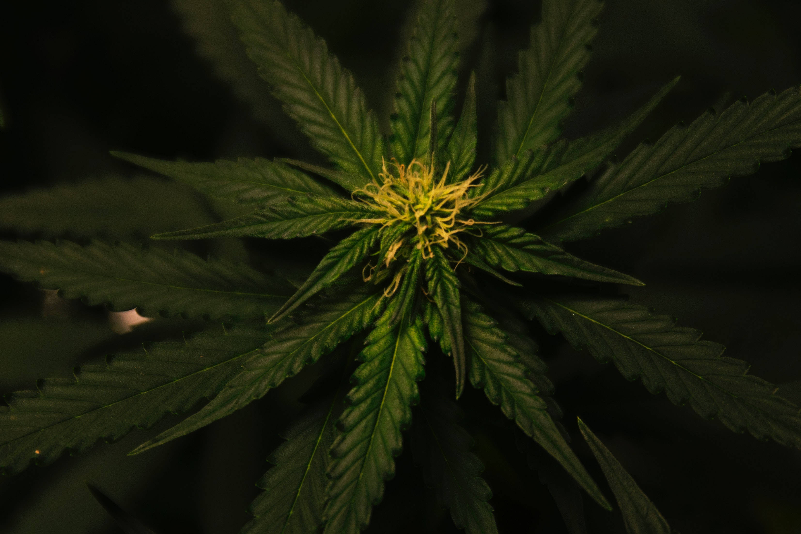 酷炫大麻 桌布 壁紙 — 大麻植物的特寫，具有鮮綠色鋸齒狀葉子和發光的黃色中心，背景為深色。