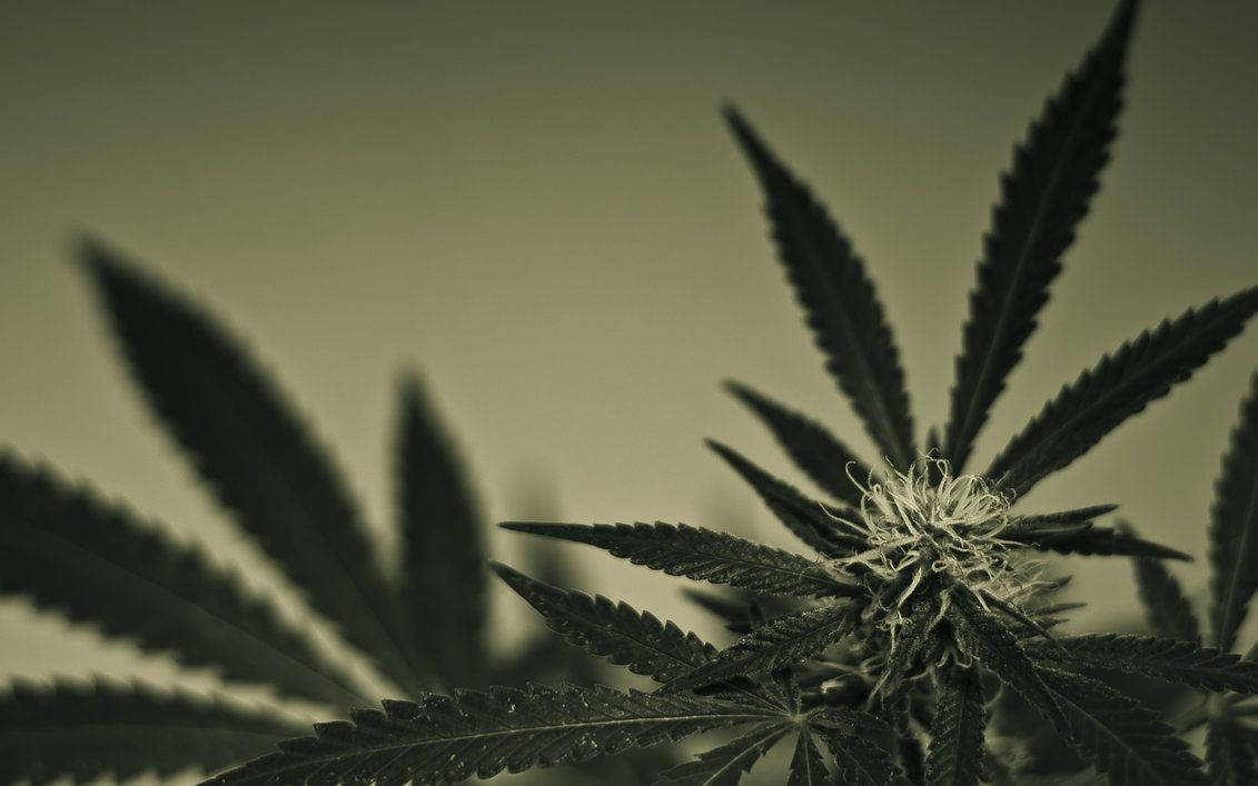 大麻 桌布 壁紙 — 大麻植物的特寫，帶有鋸齒狀葉子和毛茸茸的花蕾，背景為柔和的棕褐色。