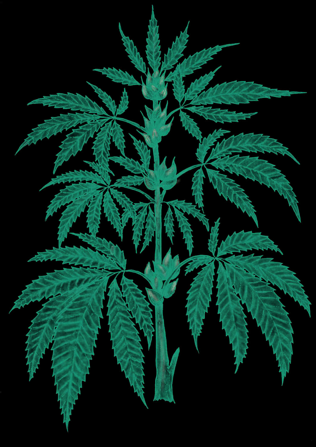 大麻植物葉片 壁紙