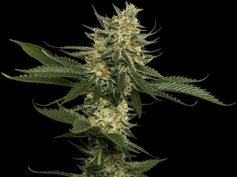 大麻花朵特寫 壁紙
