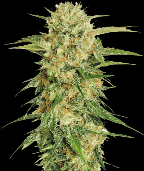 大麻花特寫 壁紙