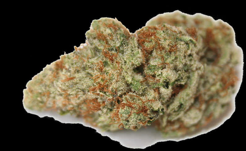 大麻花蕾特寫 壁紙