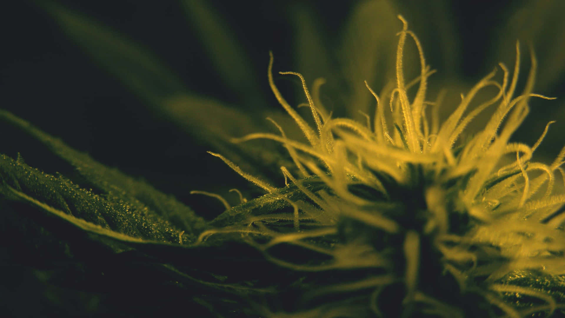  壁紙 — 大麻花蕾特寫，在溫暖光線下，金色毛狀體在深綠色葉片襯托下閃閃發光。