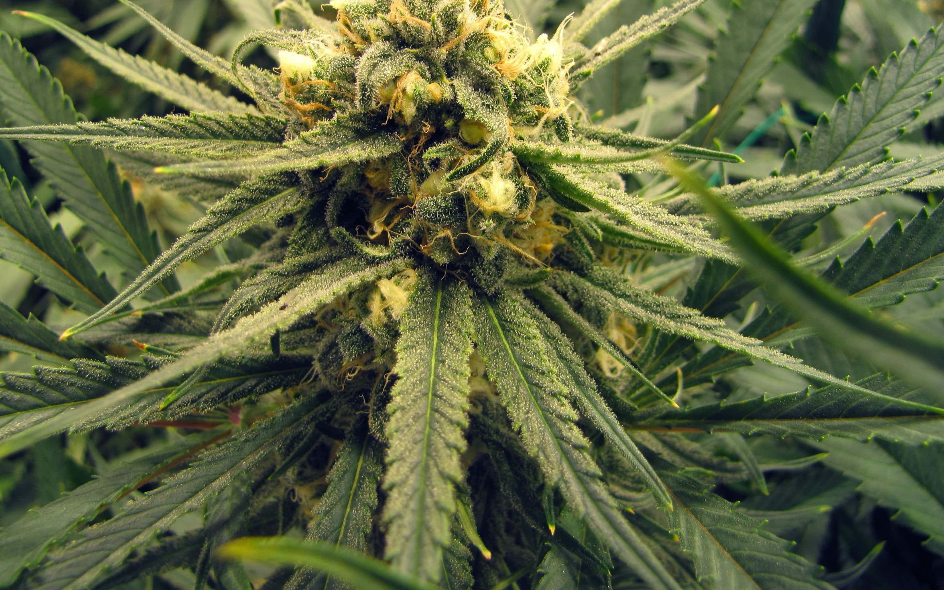 420 桌布 壁紙 — 大麻花蕾特寫，表面覆蓋霜狀毛狀體，周圍有鋸齒狀綠葉。