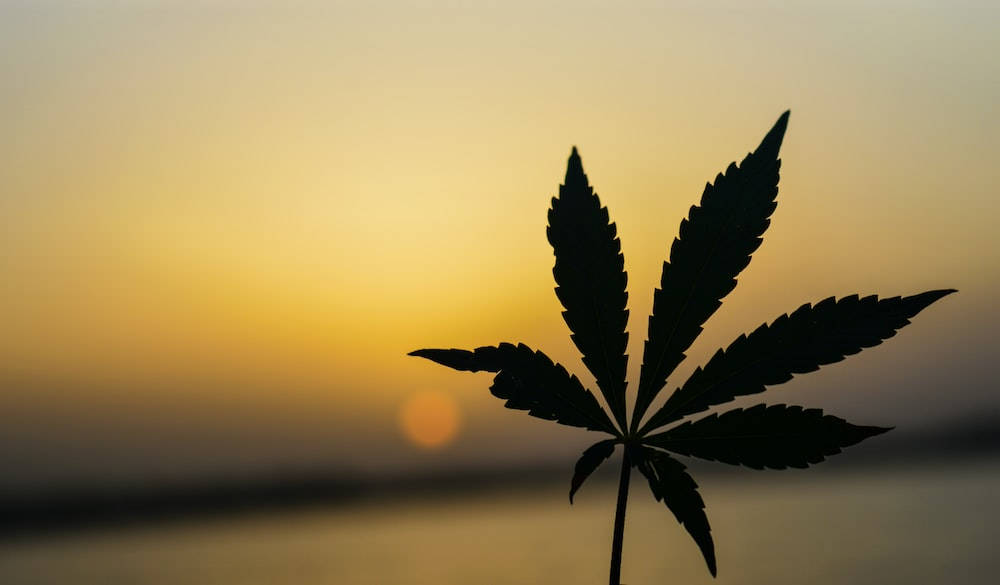chill stoner 桌布 壁紙 — 大麻葉剪影高聳於水上溫暖的金色日落天空前。