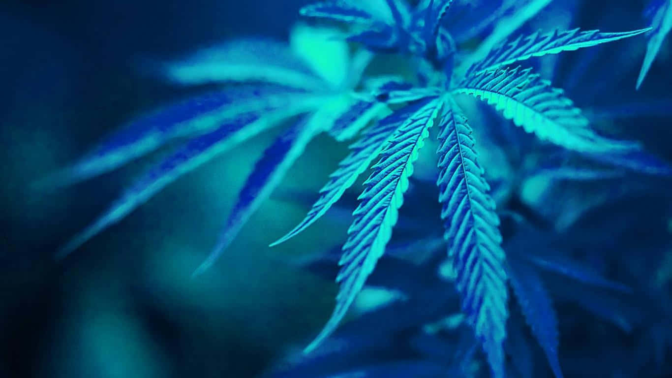 Pot Leaf 桌布 壁紙 — 大麻葉在冷藍光中發光的特寫，背景模糊。