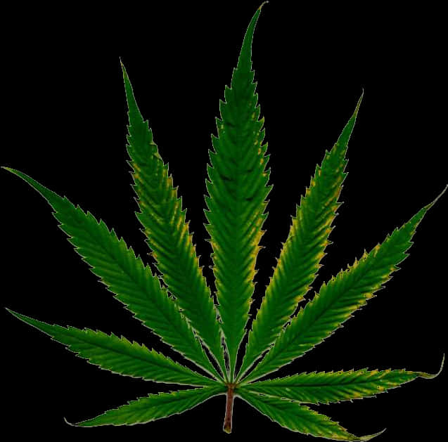 大麻葉孤立於黑色背景 壁紙