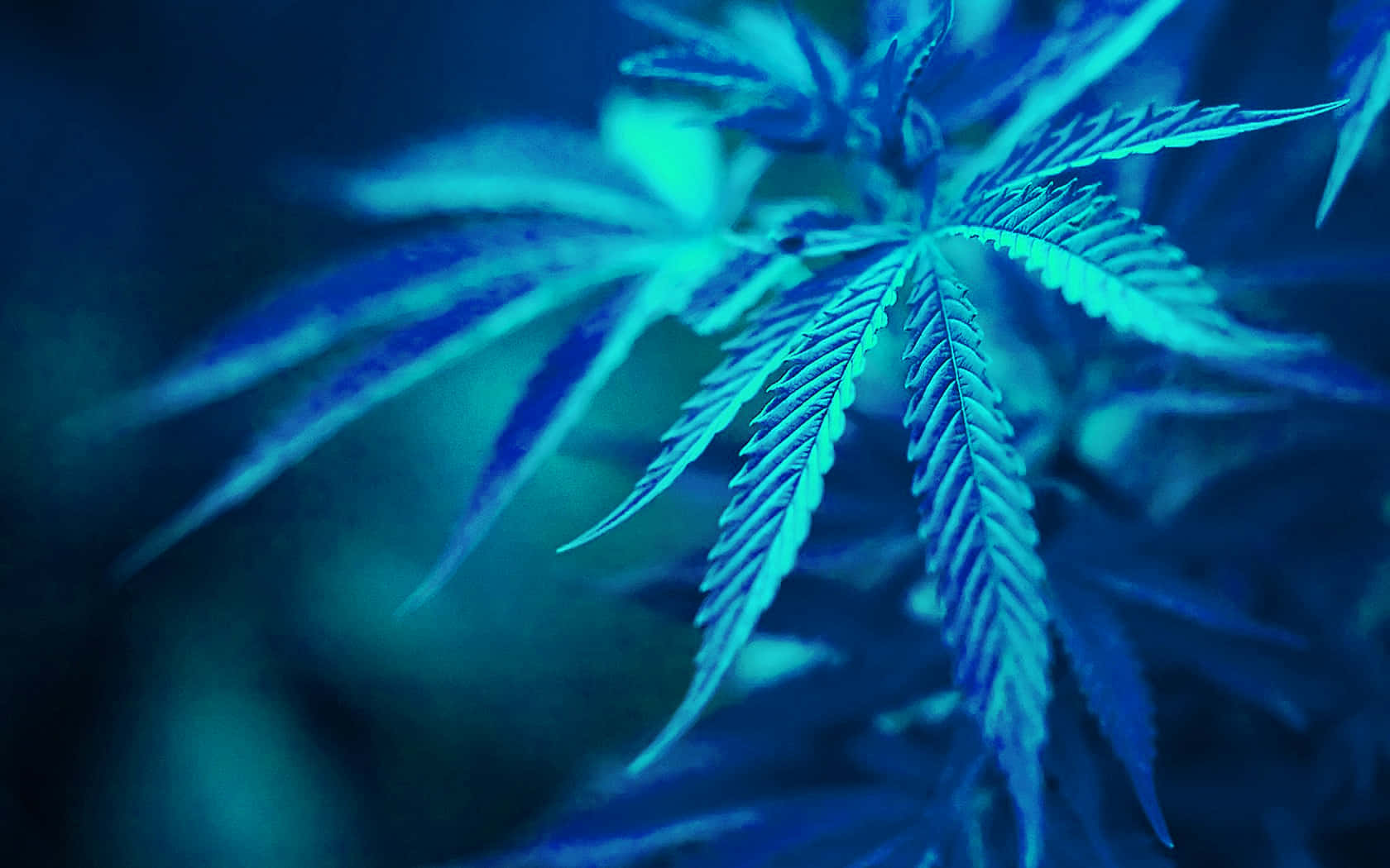 迷幻 桌布 壁紙 — 大麻葉特寫，在模糊的青綠色背景上發出電光藍色光芒。