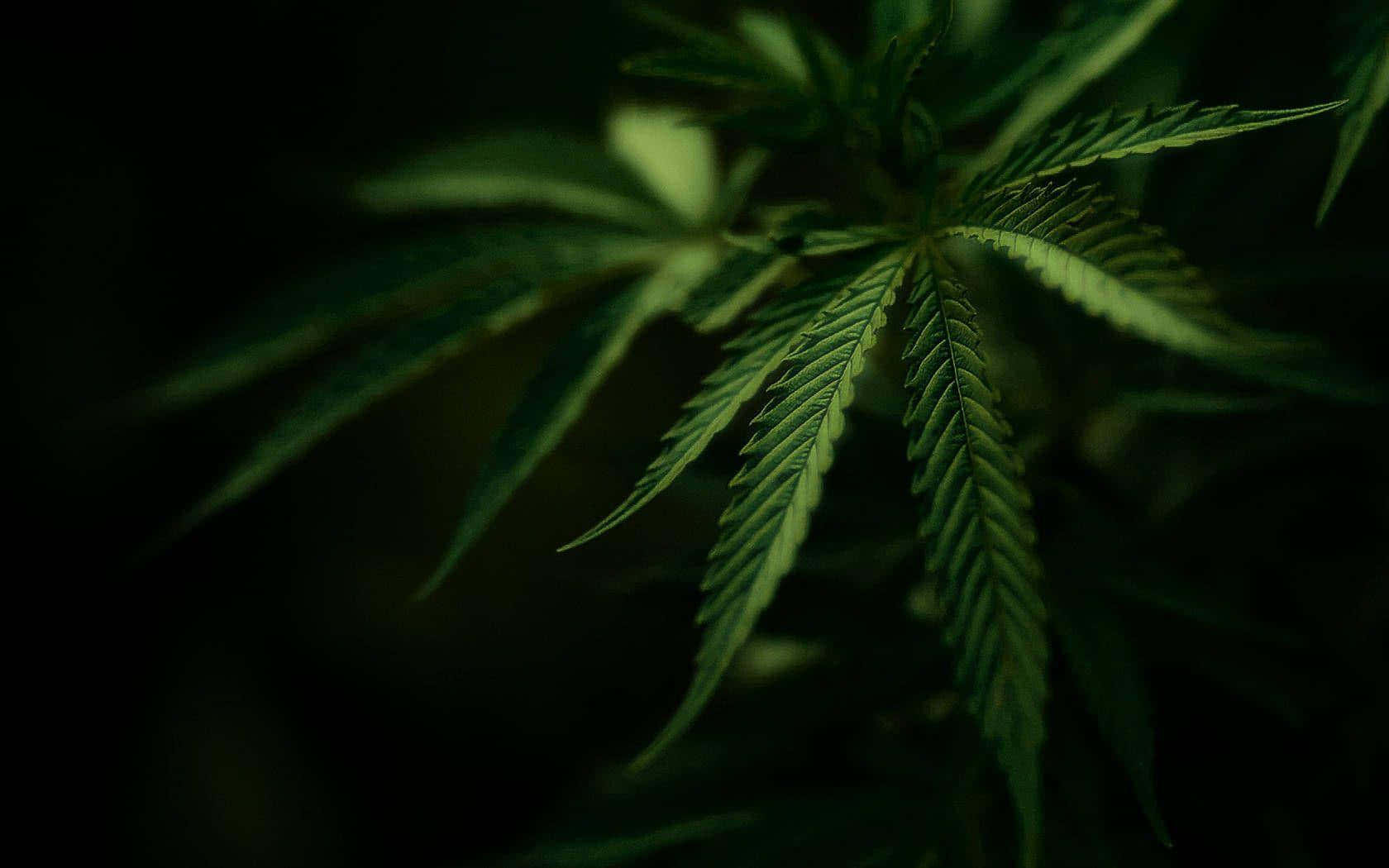 葉子 桌布 壁紙 — 大麻葉特寫，在黑暗模糊的背景中散發鮮豔的綠色光芒。
